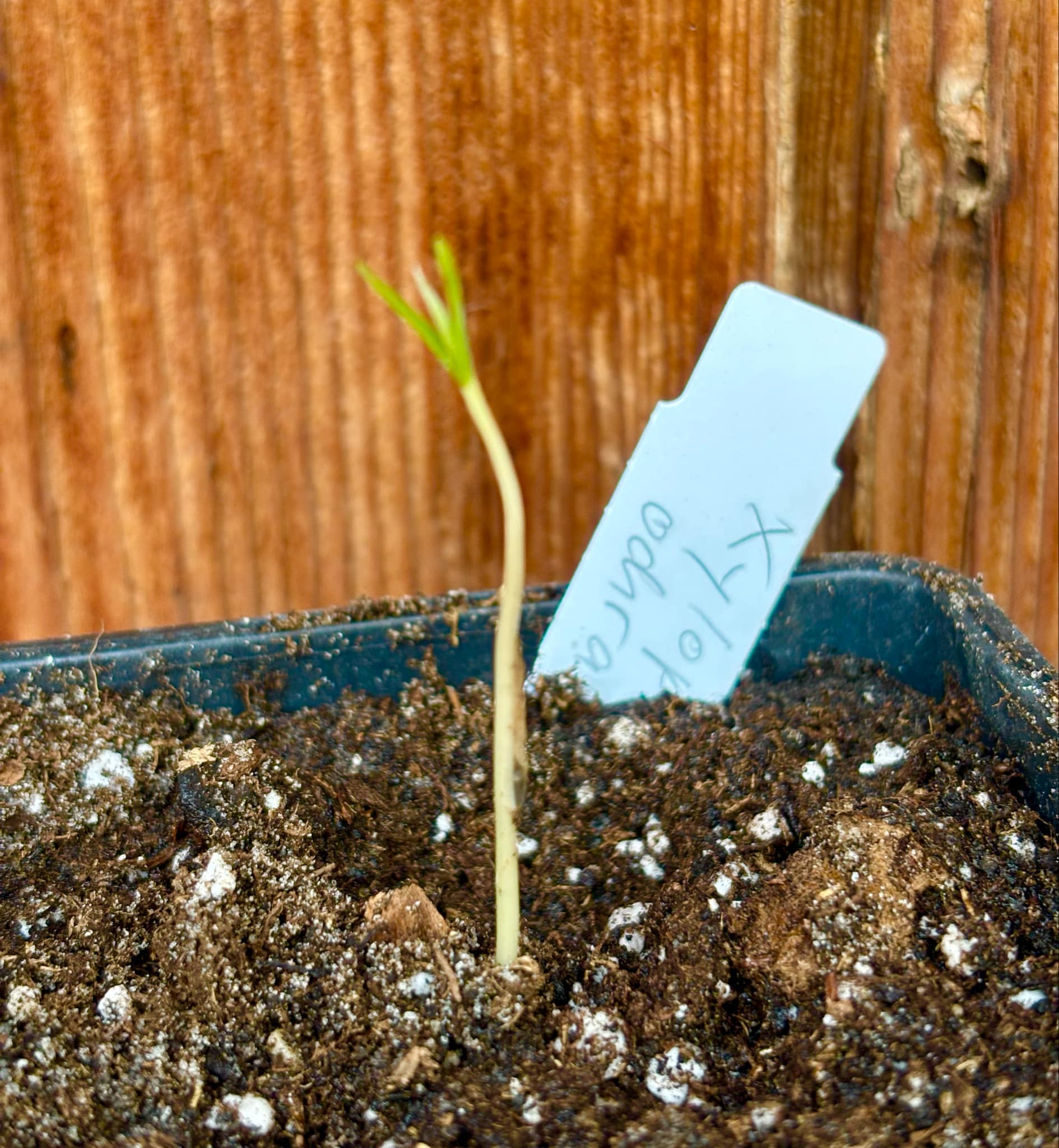 Xylopia ochrantha - 1 small potted seedling / 1 kleiner, getopfter Sämling