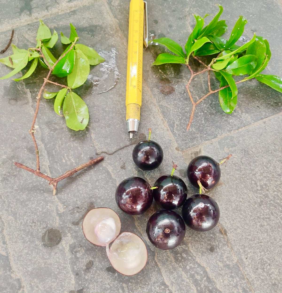 Plinia sp. de Talo - 1 fresh seed / 1 frischer Samen