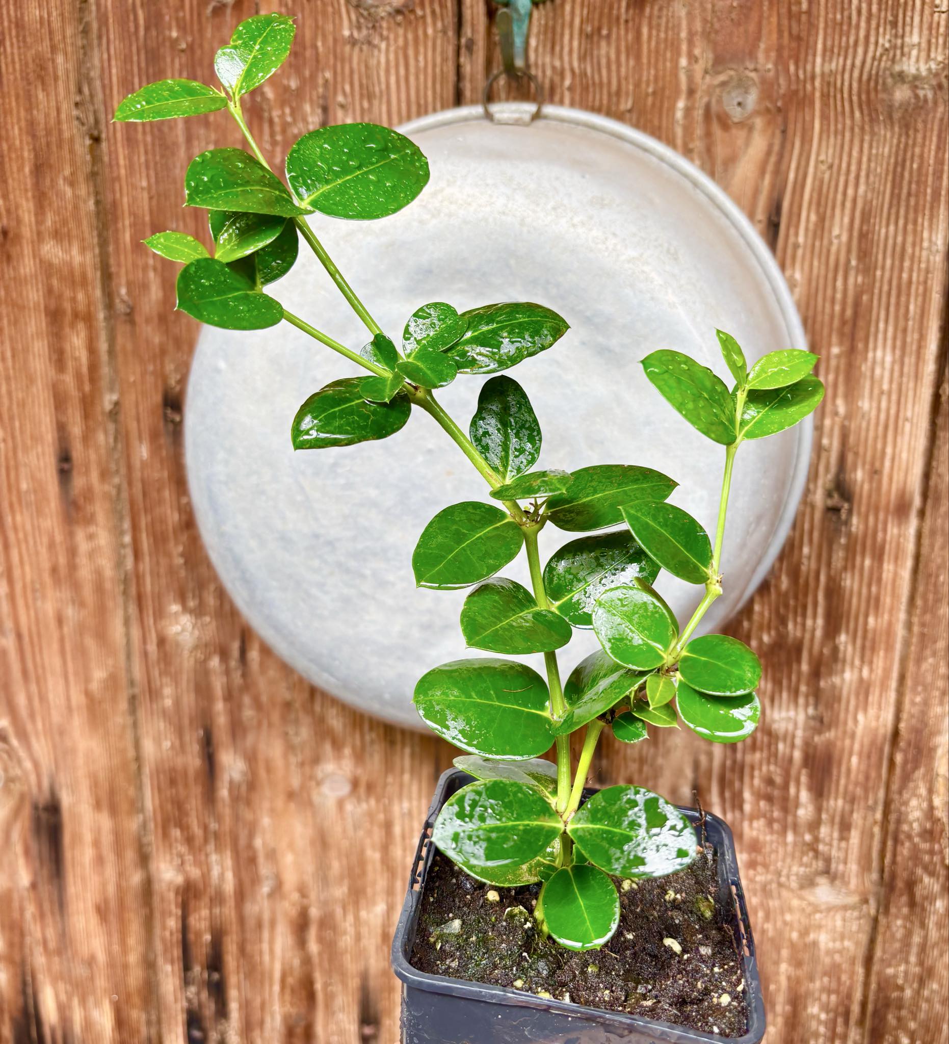 Carissa macrocarpa - Natal Plum - rooted cutting - 1 potted rooted cutting / 1 getopfter, bewurzelter Steckling