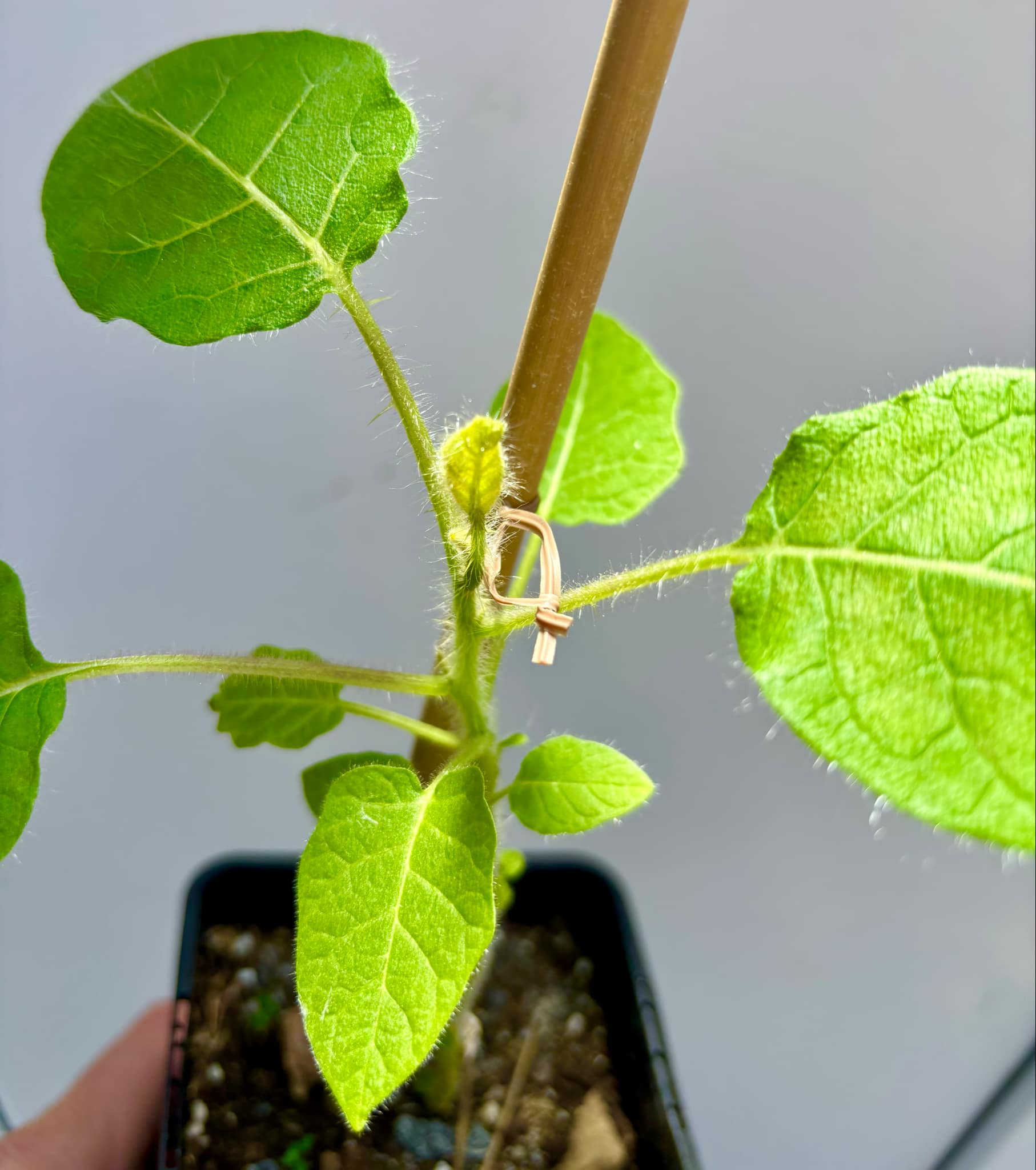 Solanum vestissimum - 1 potted plant / 1 getopfte Pflanze Solanum vestissimum - 1 potted plant / 1 getopfte Pflanze
