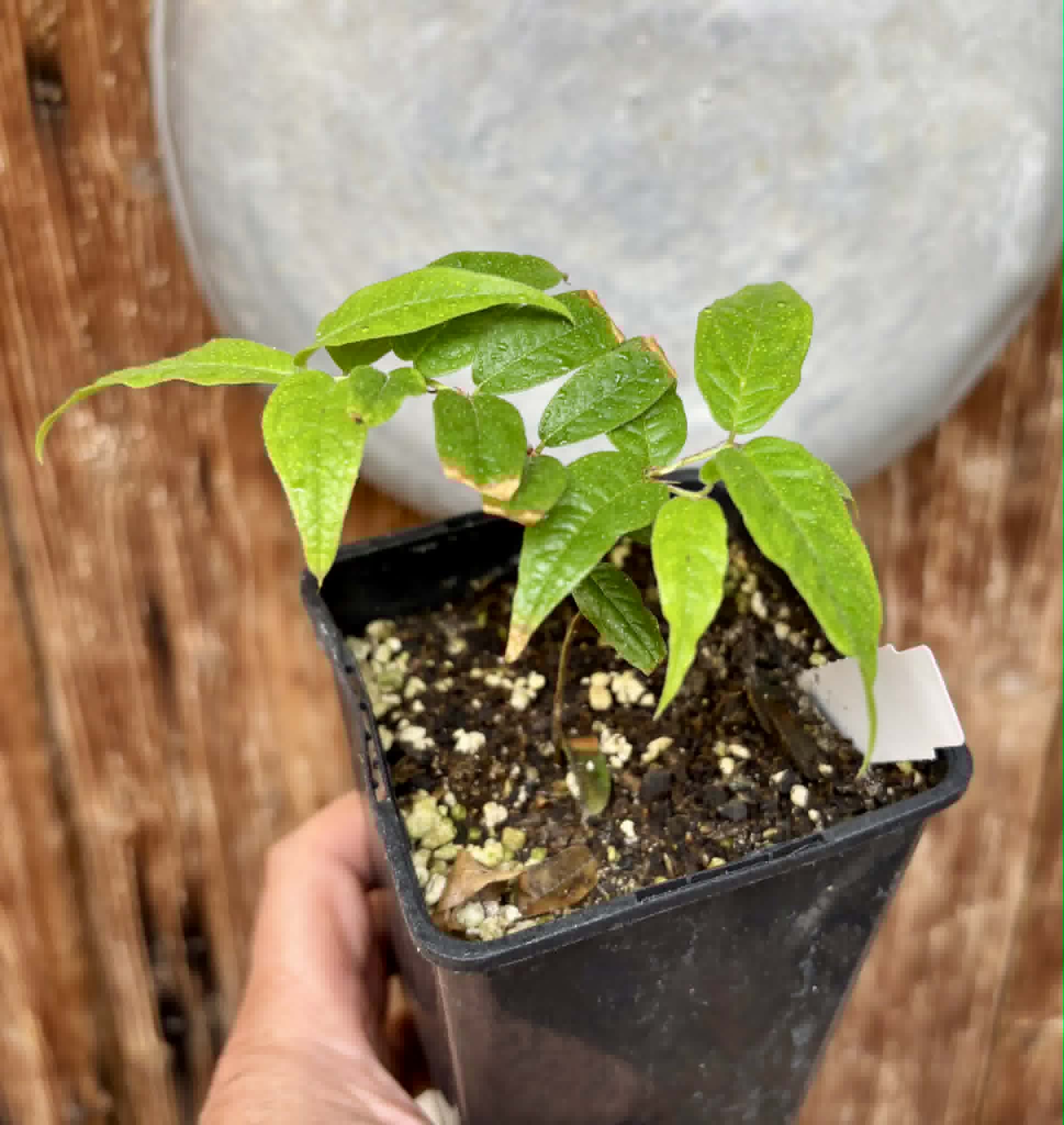 Plinia spiritosantensis var. Mucuri Velvet - 1 potted plant/ 1 getopfte Pflanze