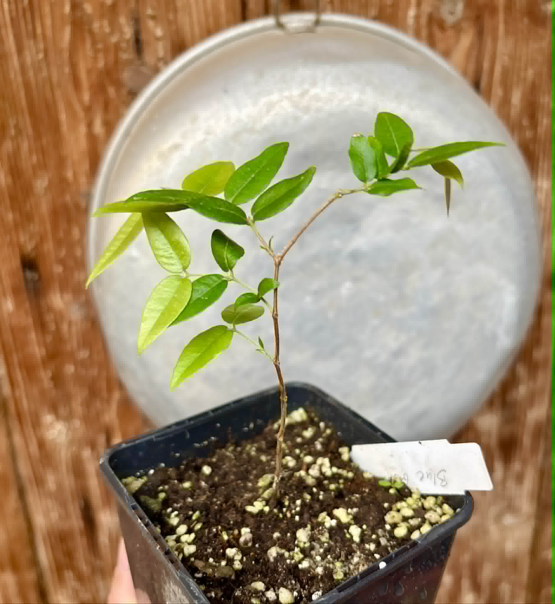 Myrciaria sp Cabeludinha preta (Blue Glomerata) - 1 pottet seedling / 1 getopfter Sämling