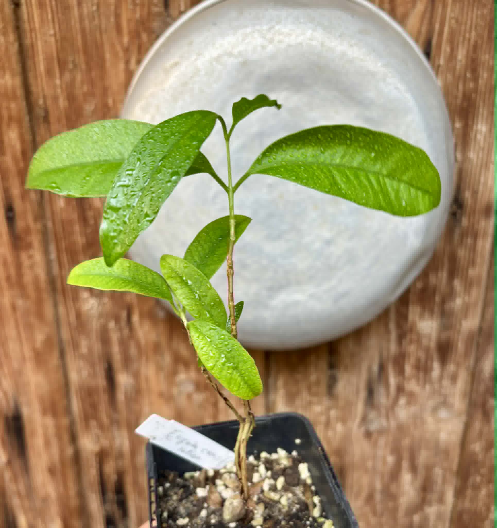 Eugenia cerasiflora - 1 potted plant - 1 getopfte Pflanze