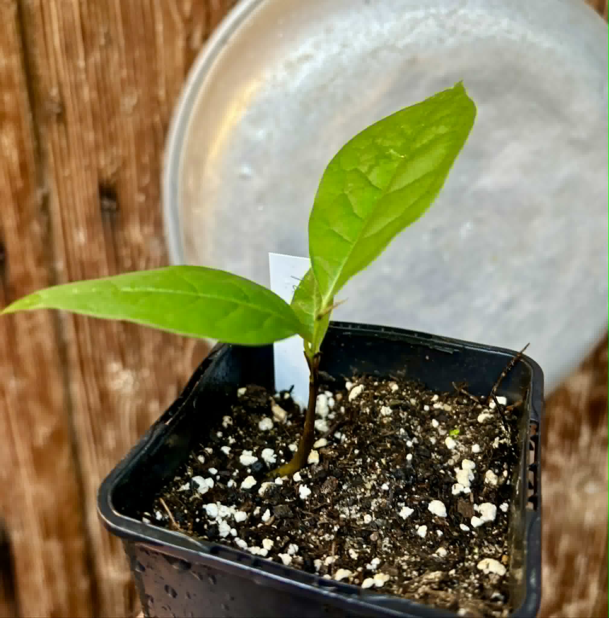PawPaw var. Prima 1216 (Asimina triloba) - 1 potted seedling / 1 getopfter Sämling