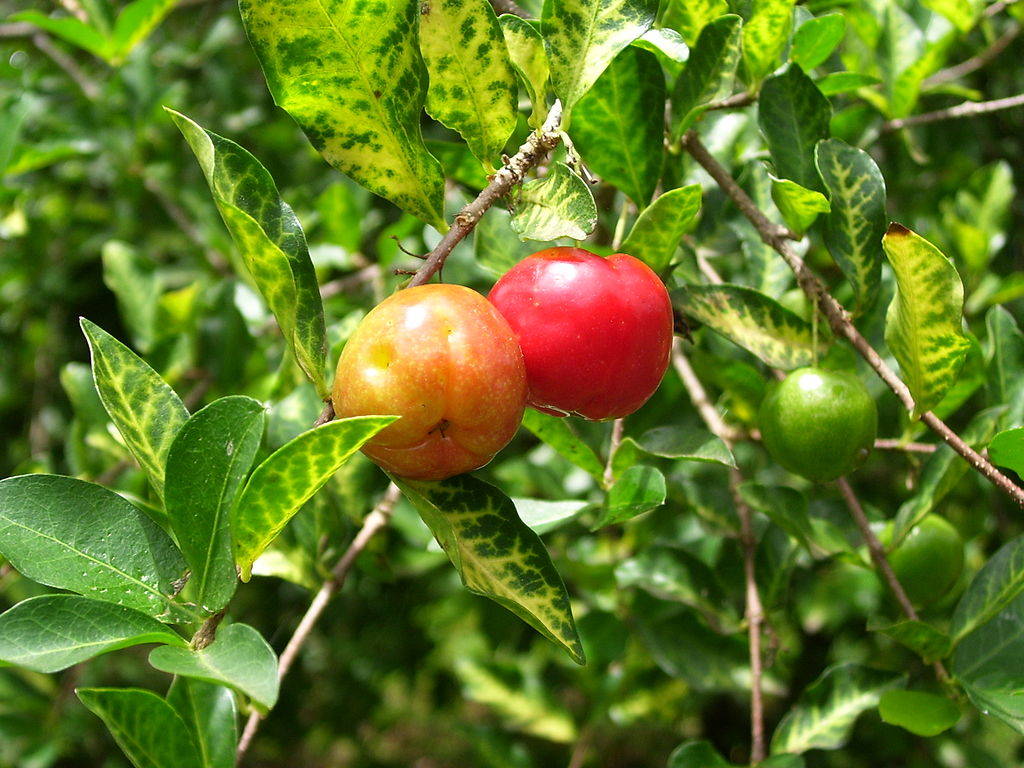 Acerola (Malpighia glabra) Nr. 2 - 1 potted rooted cutting / 1 getopfter, bewurzelter Steckling