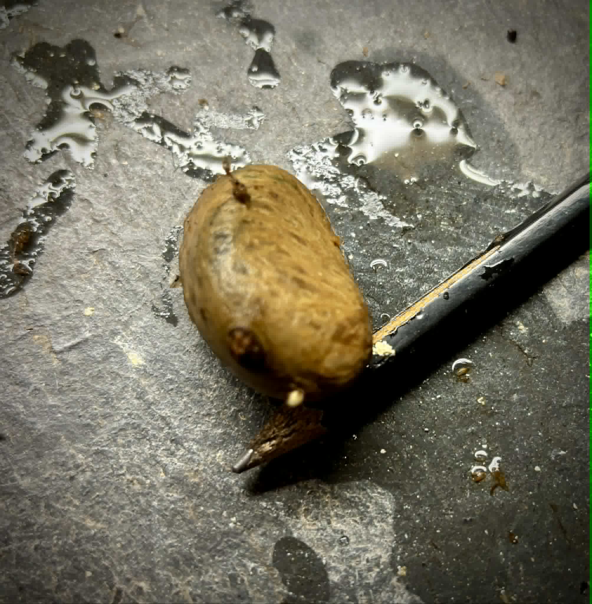 Plinia spiciflora -  1 germinated seed / 1 gekeimter Samen