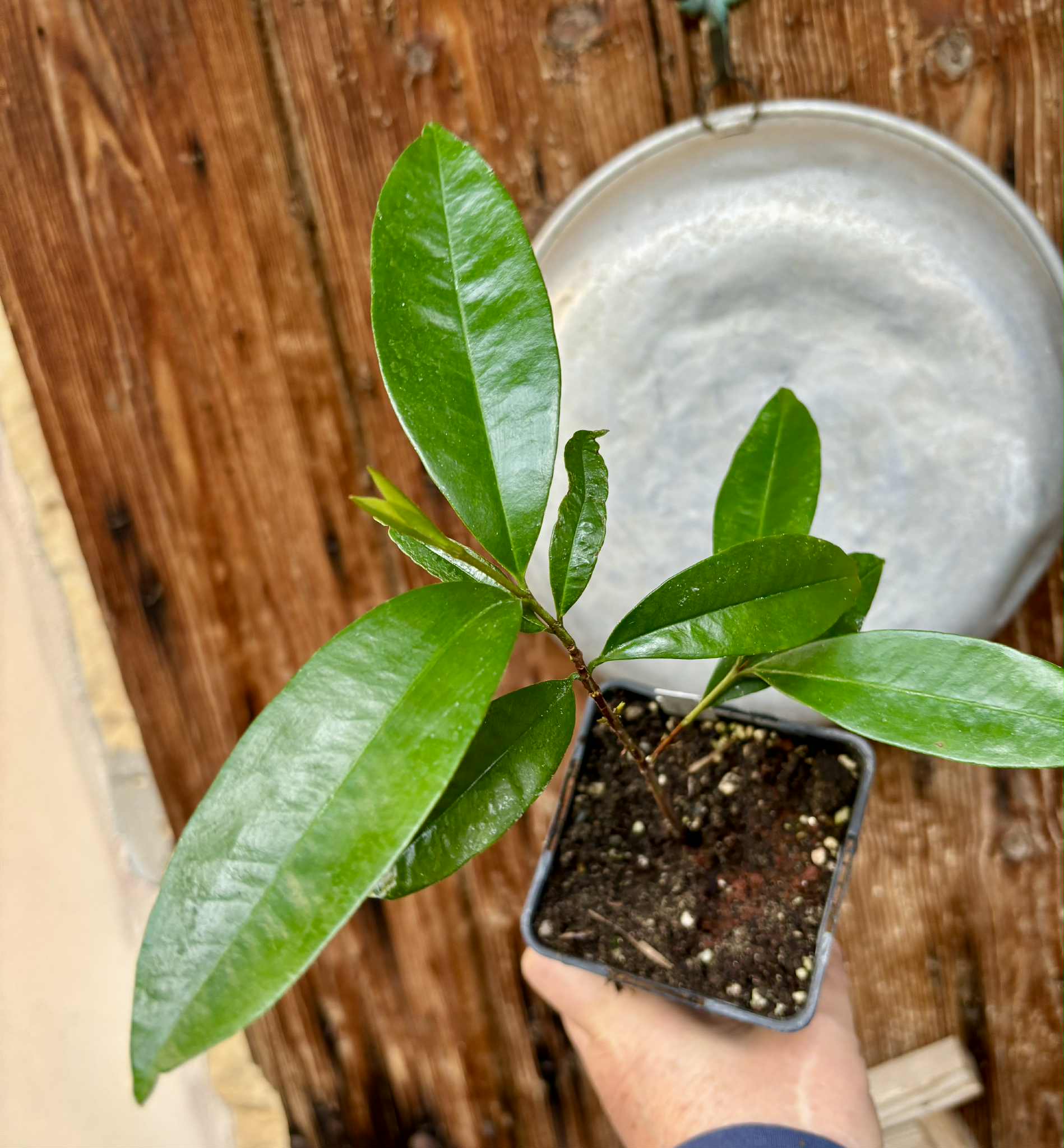 Eugenia sp Cereja Grande da Bahia - 1 potted plant / 1 getopfte Pflanze