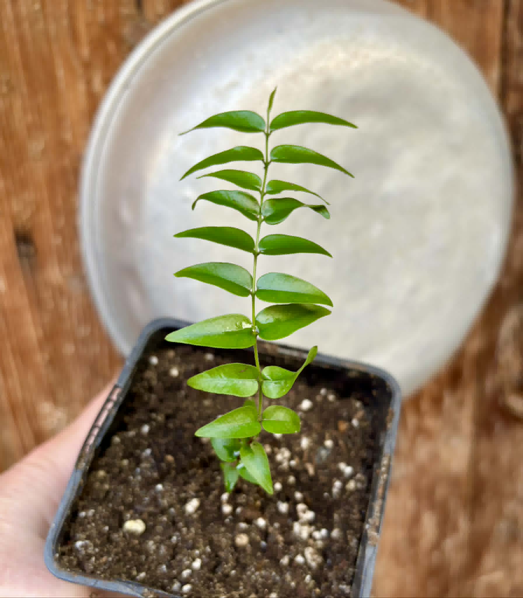 Myrciaria sp Maruim - 1 potted seedling / 1 getopfter Sämling