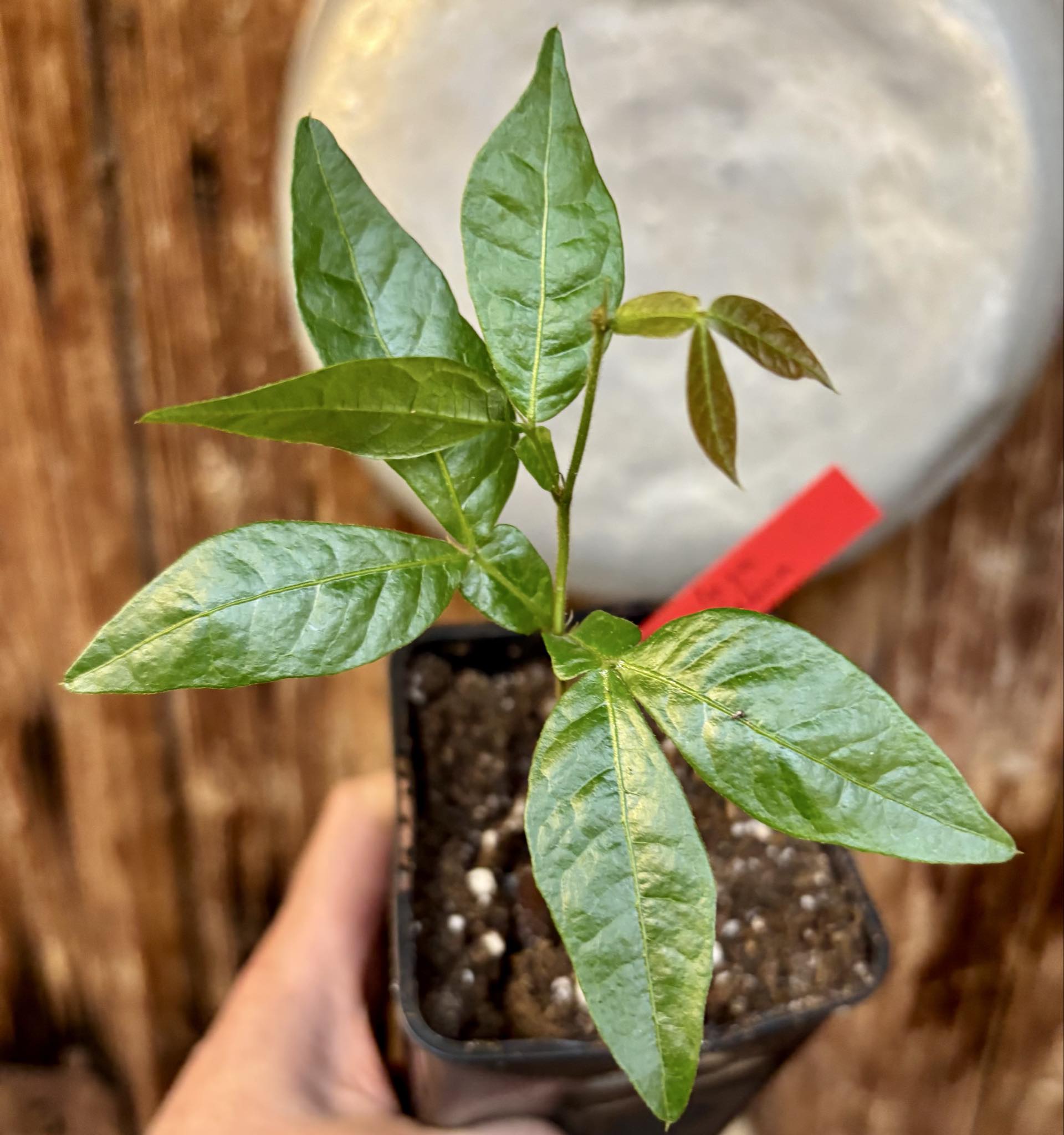 Inga velutina  - 1 potted seedling / 1 getopfter Sämling