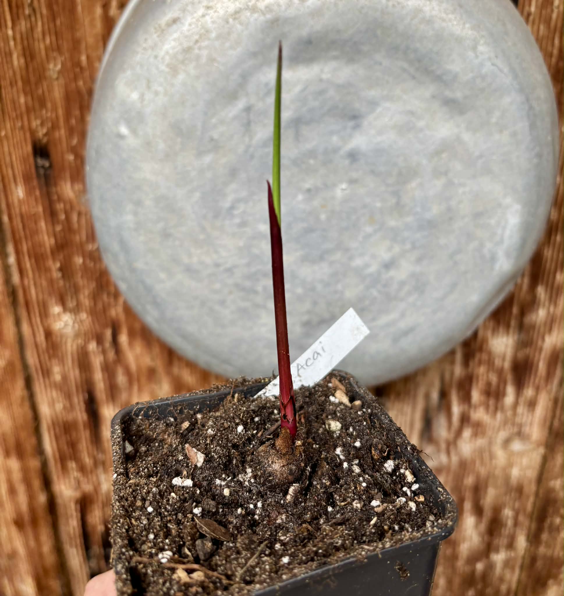 ACAI (Euterpe oleracea) -  1 potted seedling / 1 getopfter Sämling