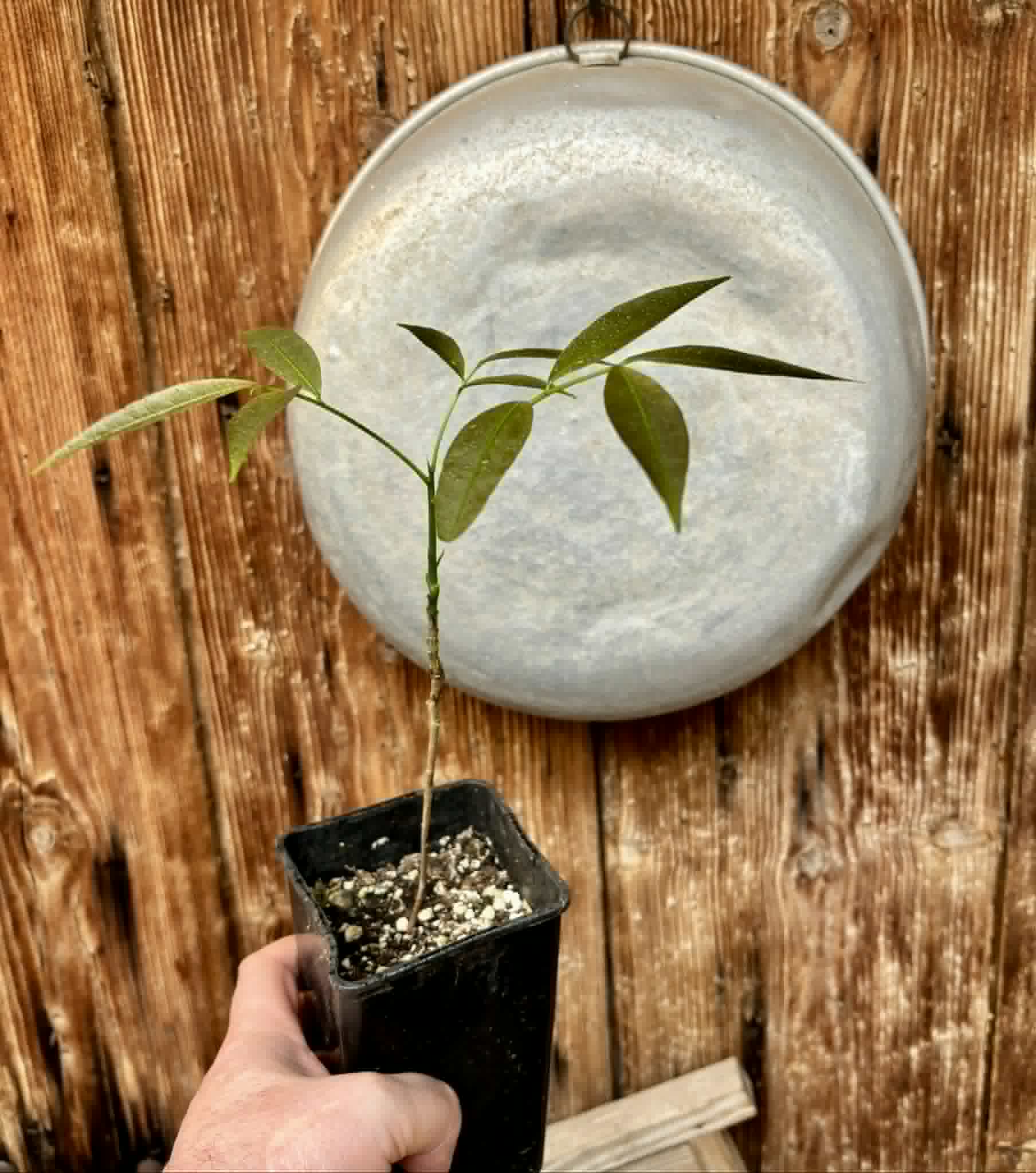 Talisia esculenta - Pitomba do Nordeste - 1 potted seedling / 1 getopfter Sämling