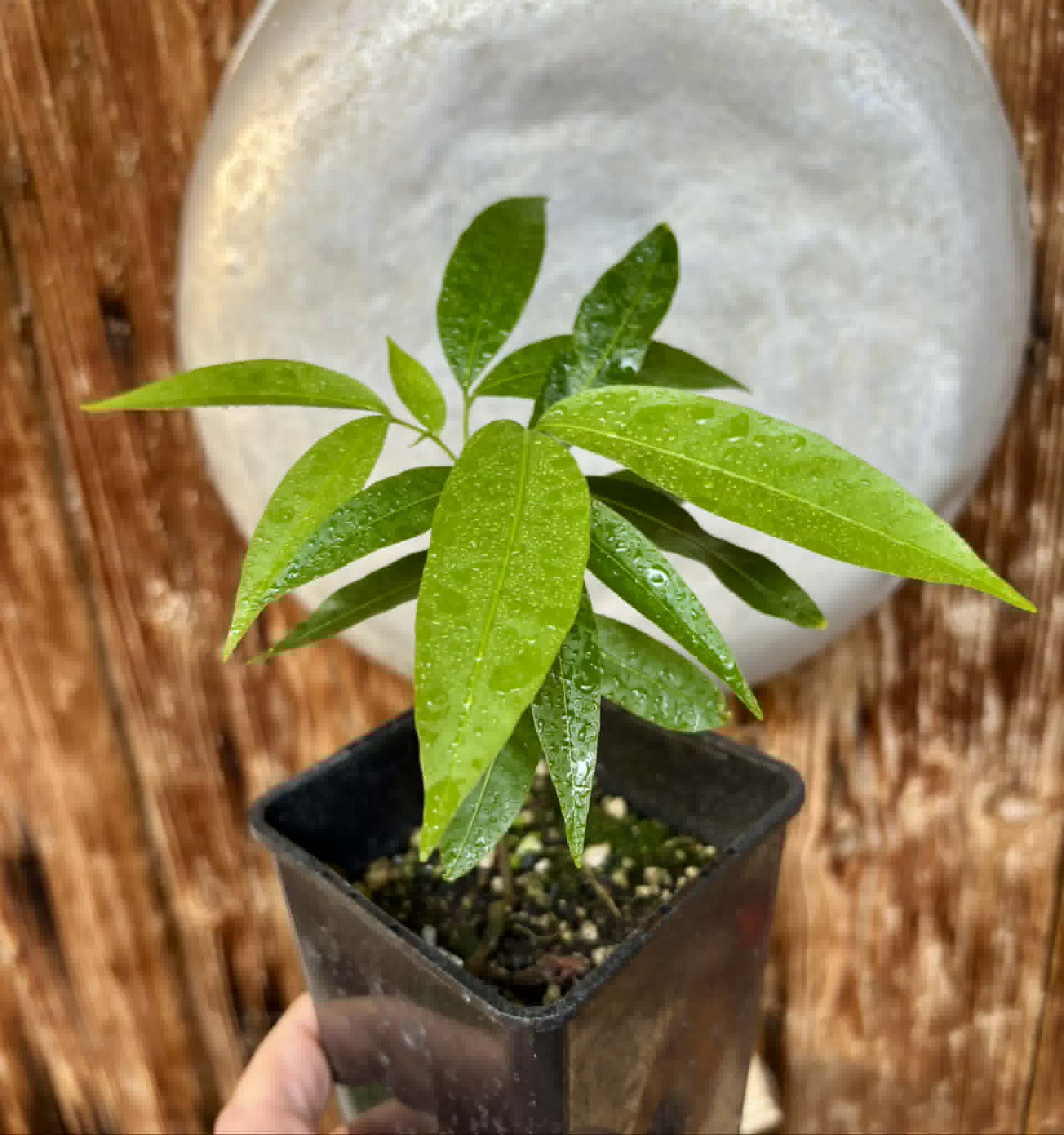 Talisia esculenta - Pitomba do Nordeste - 1 potted seedling / 1 getopfter Sämling