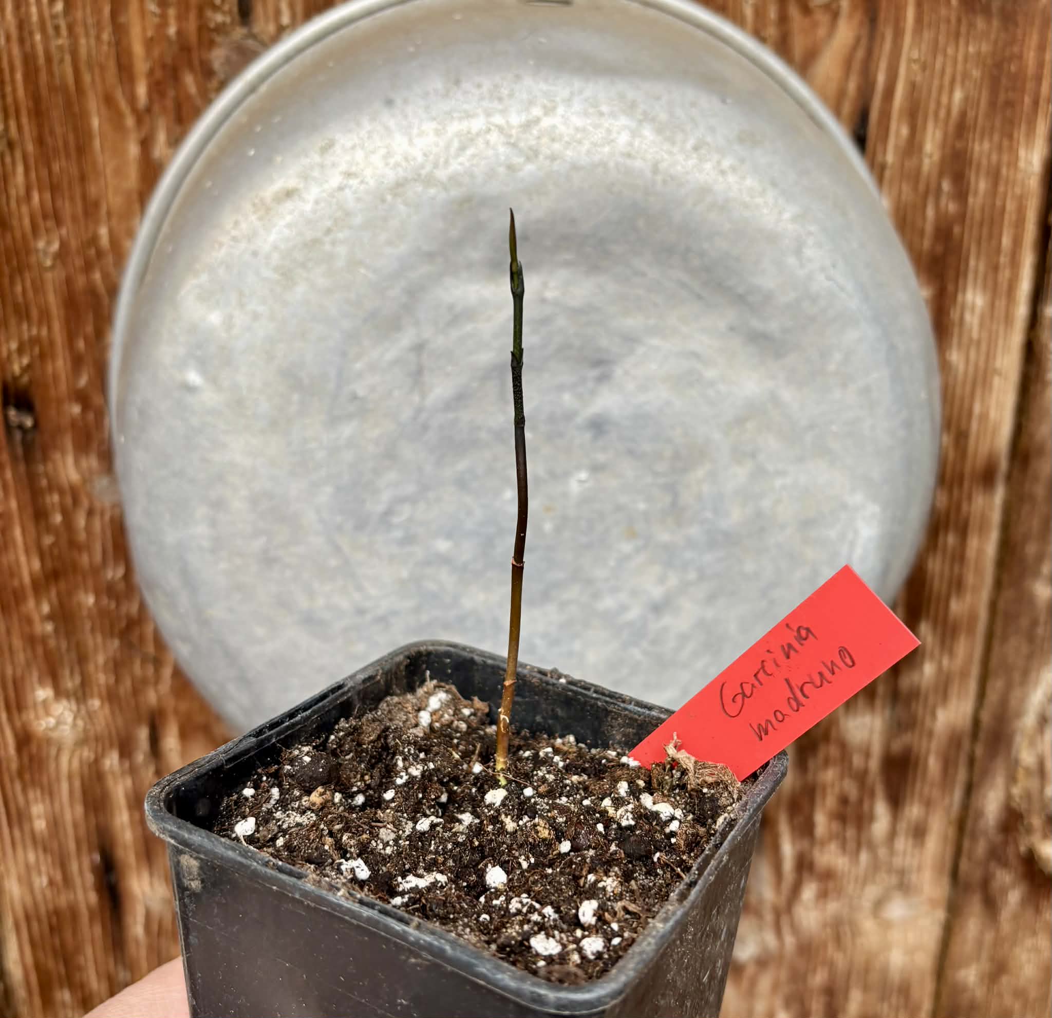 Garcinia madruno - 1 potted seedling / 1 getopfter Sämling