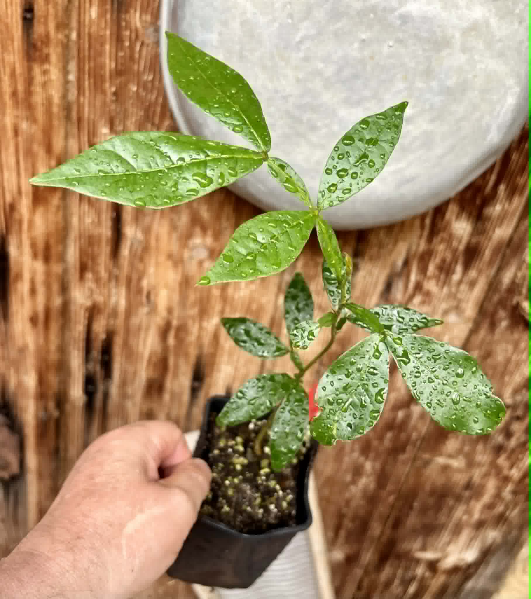 Inga vulpina  - 1 potted seedling / 1 getopfter Sämling