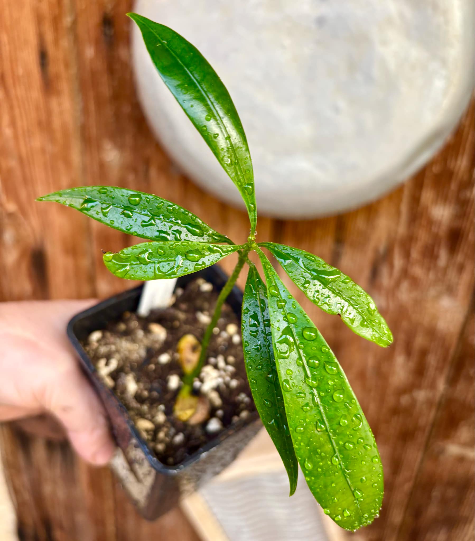 Pouteria macahensis - 1 small potted seedling / 1 kleiner, getopfter Sämling Pouteria macahensis - 1 small potted seedling / 1 kleiner, getopfter Sämling