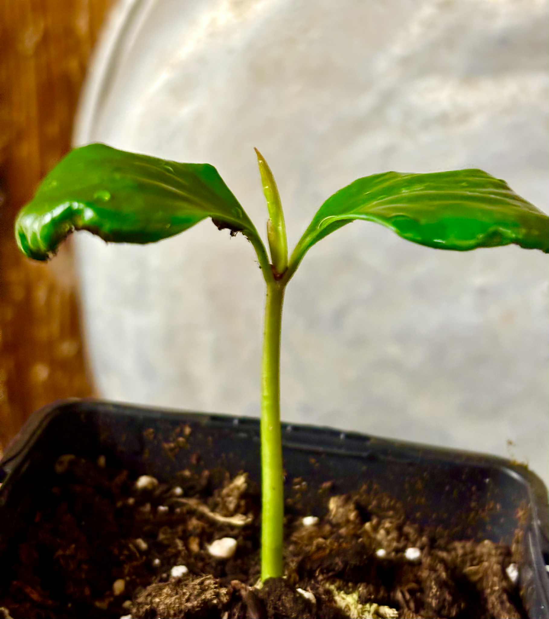 Kadsura heteroclita "Bursting Star" - 1 potted seedling / 1 getopfter Sämling