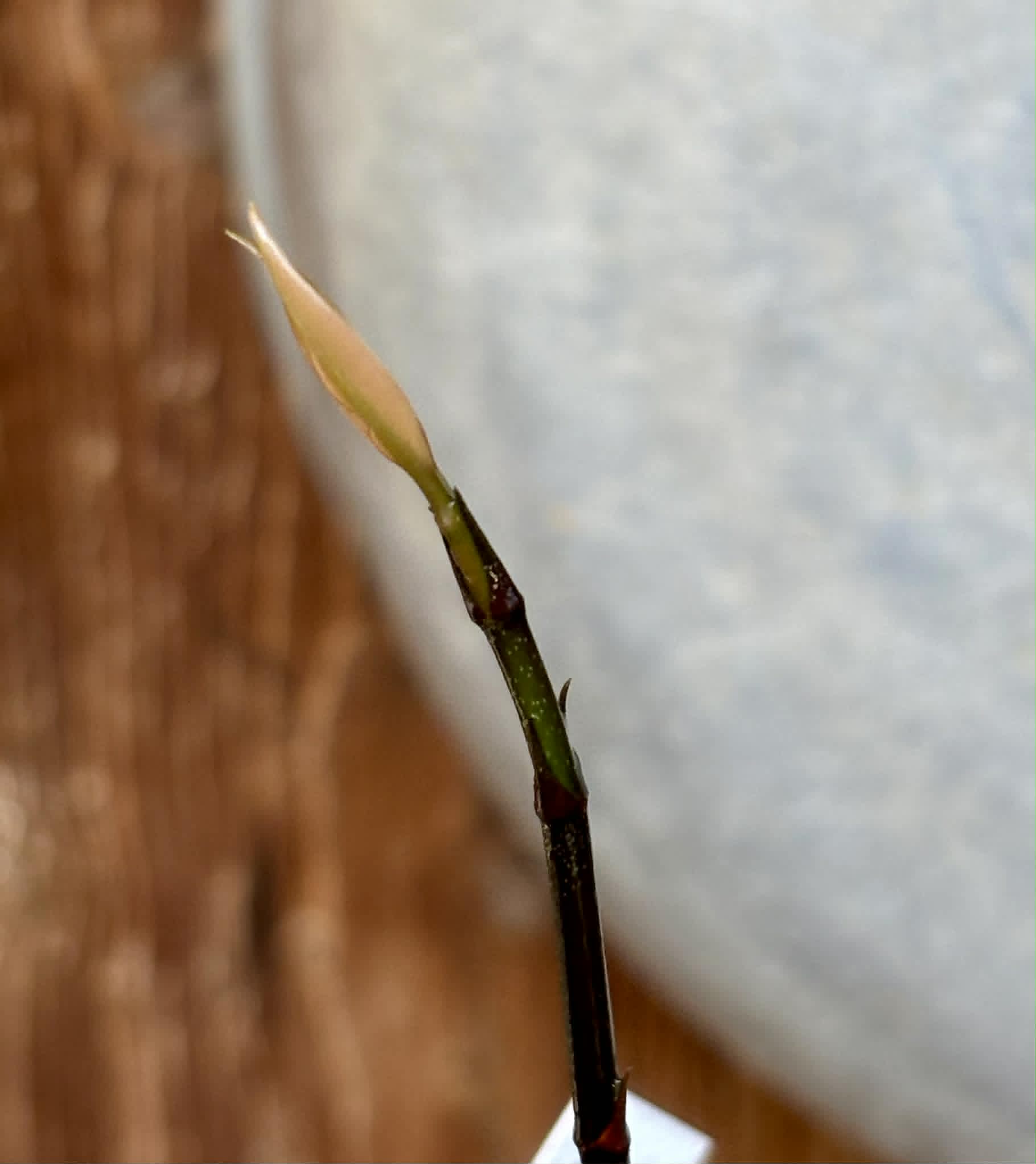 Achachairu (Garcinia humilis) - 1 potted seedling / 1 getopfter Sämling