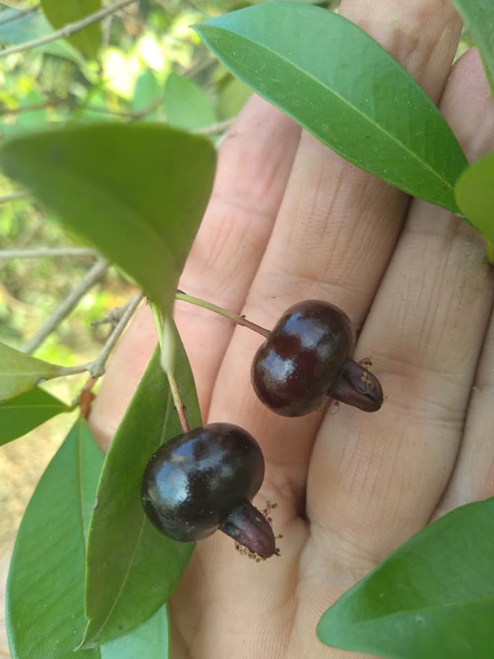 Eugenia blastantha - 1 germinated seed / 1 gekeimter Samen