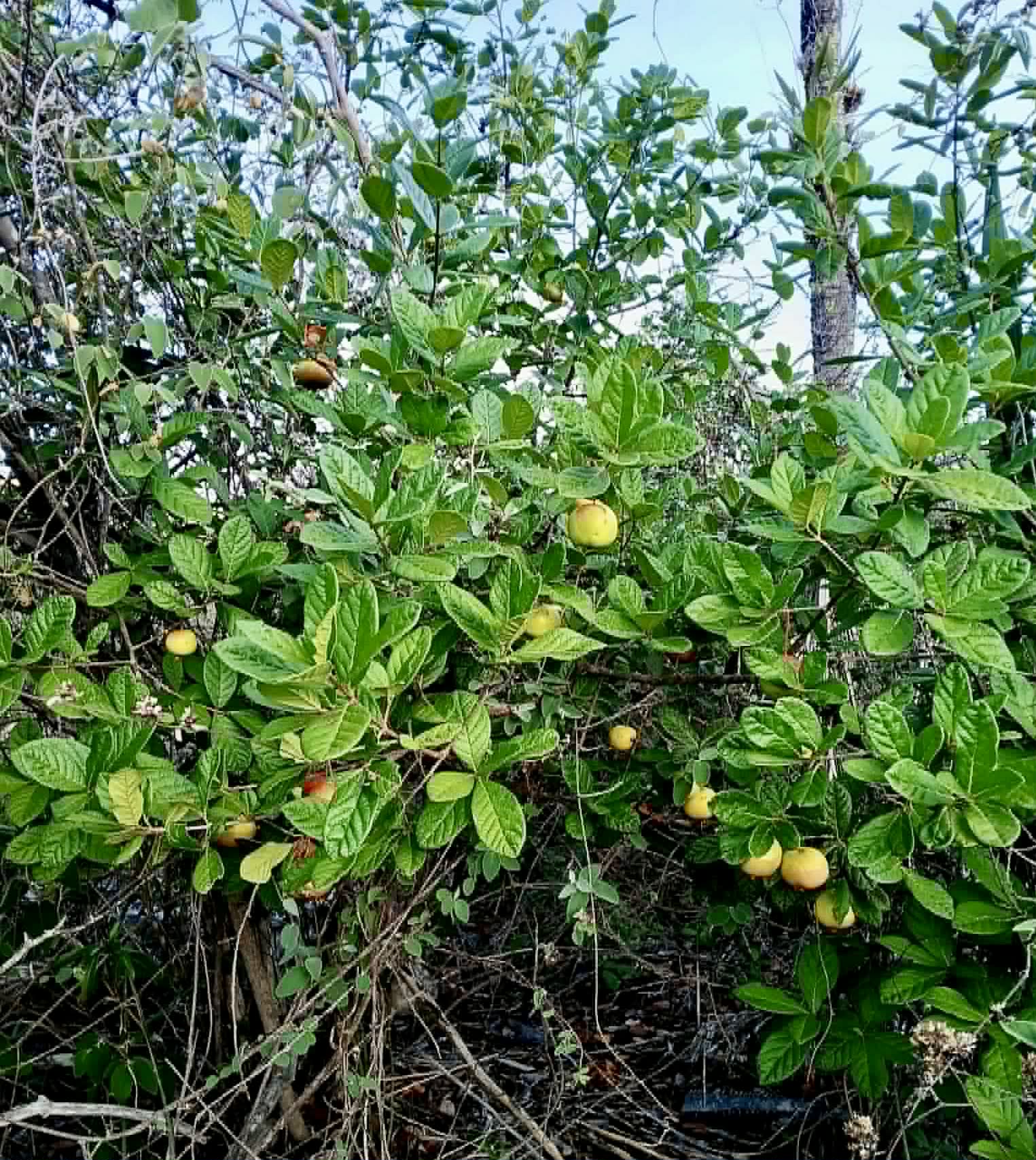 Pre Order - Eugenia duarteana - 1 fresh seed / 1 frischer Samen