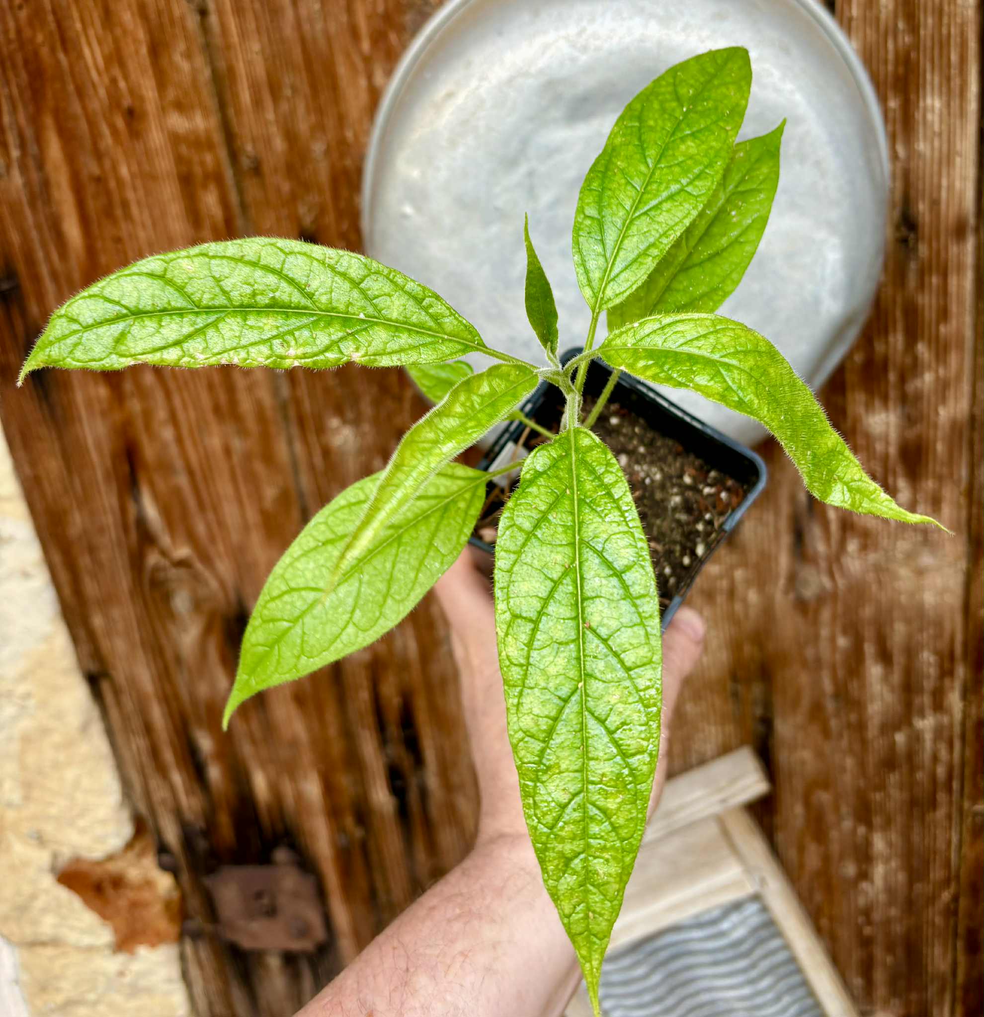 Solanum luridifuscescens - Tomatao Verde Piloso - 1 potted seedling / 1 getopfter Sämling