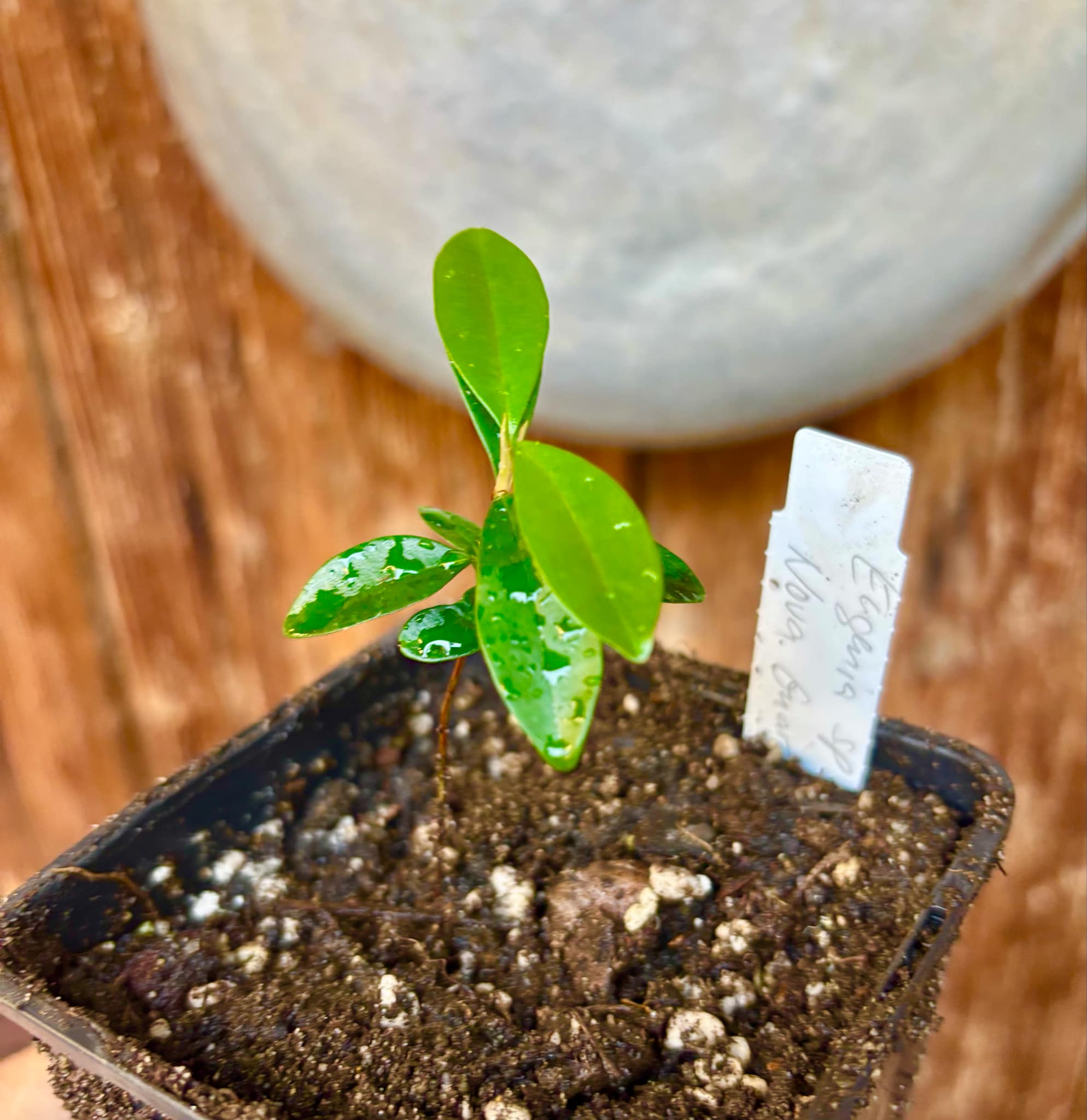 Eugenia sp Nova Rio Guari - 1 small potted seedling / 1 kleiner, getopfter Sämling
