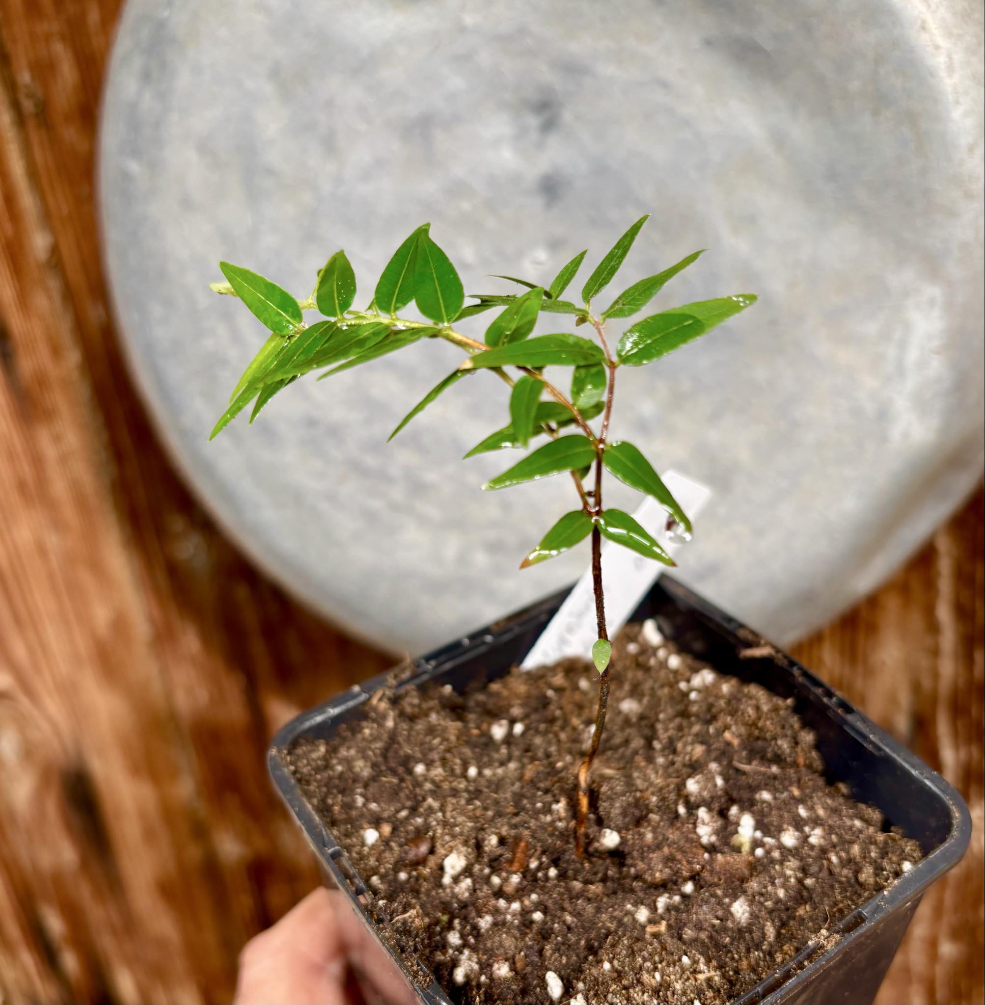 Myrciaria cuspidata ORANGE - 1 potted plant / 1 getopfte Pflanze 