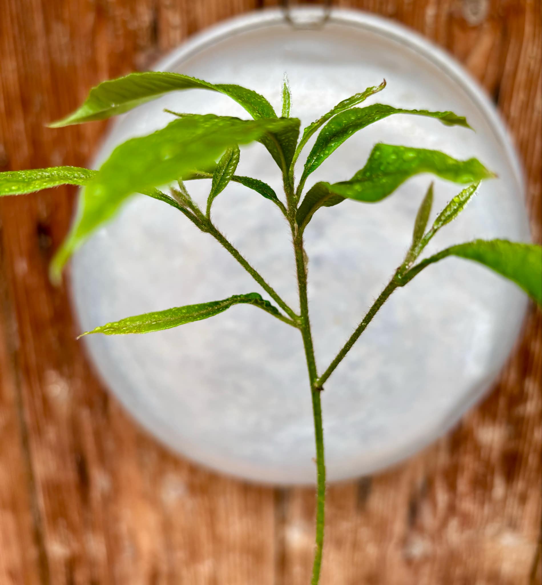 Brasilian Abiu (Pouteria caimito) - 1 potted seedling / 1 getopfter Sämling