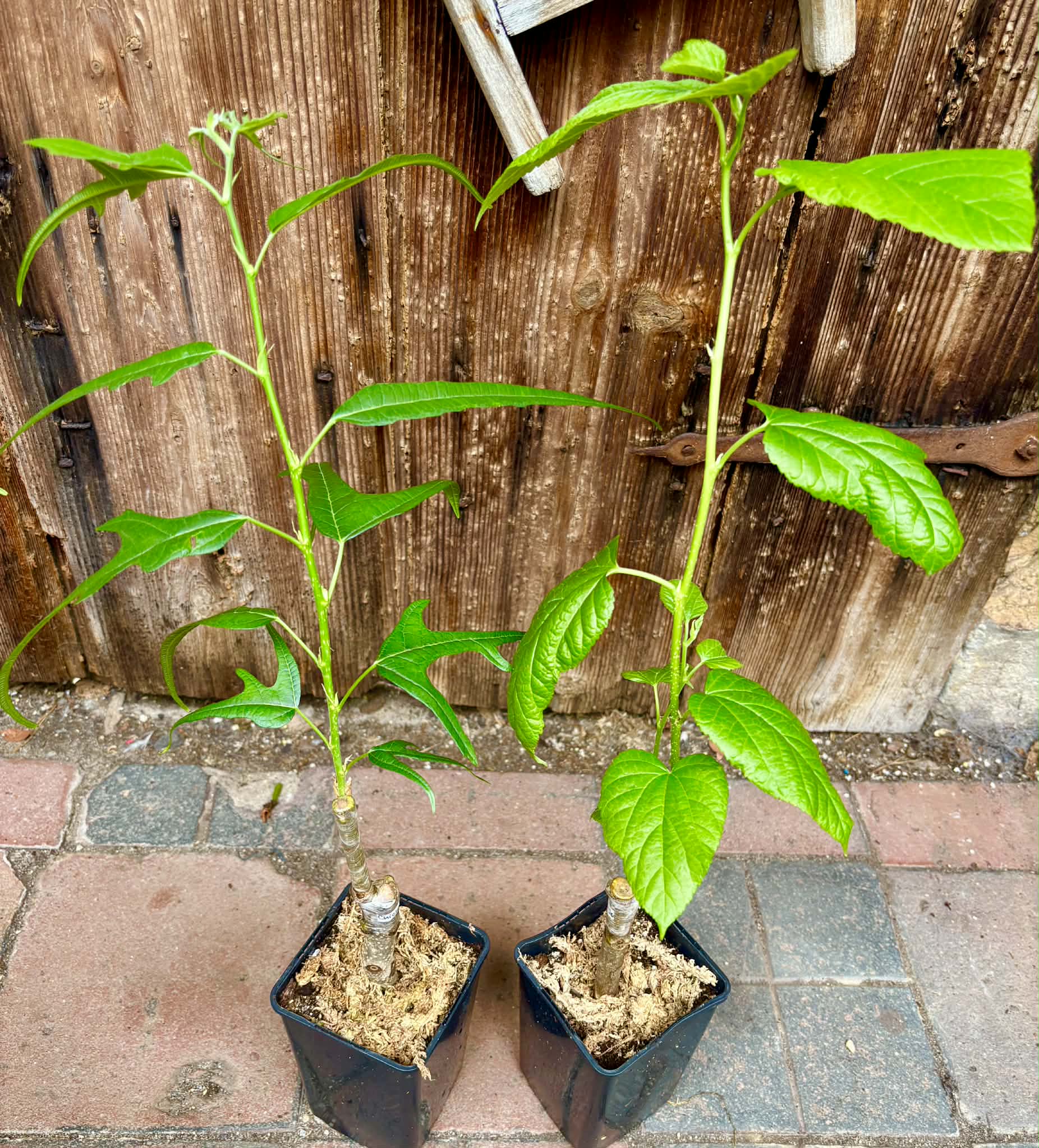 2 plants!  Australian Black + Chicken Claw - 2 grafted, potted plants / 2 veredelte, getopfte Pflanzen