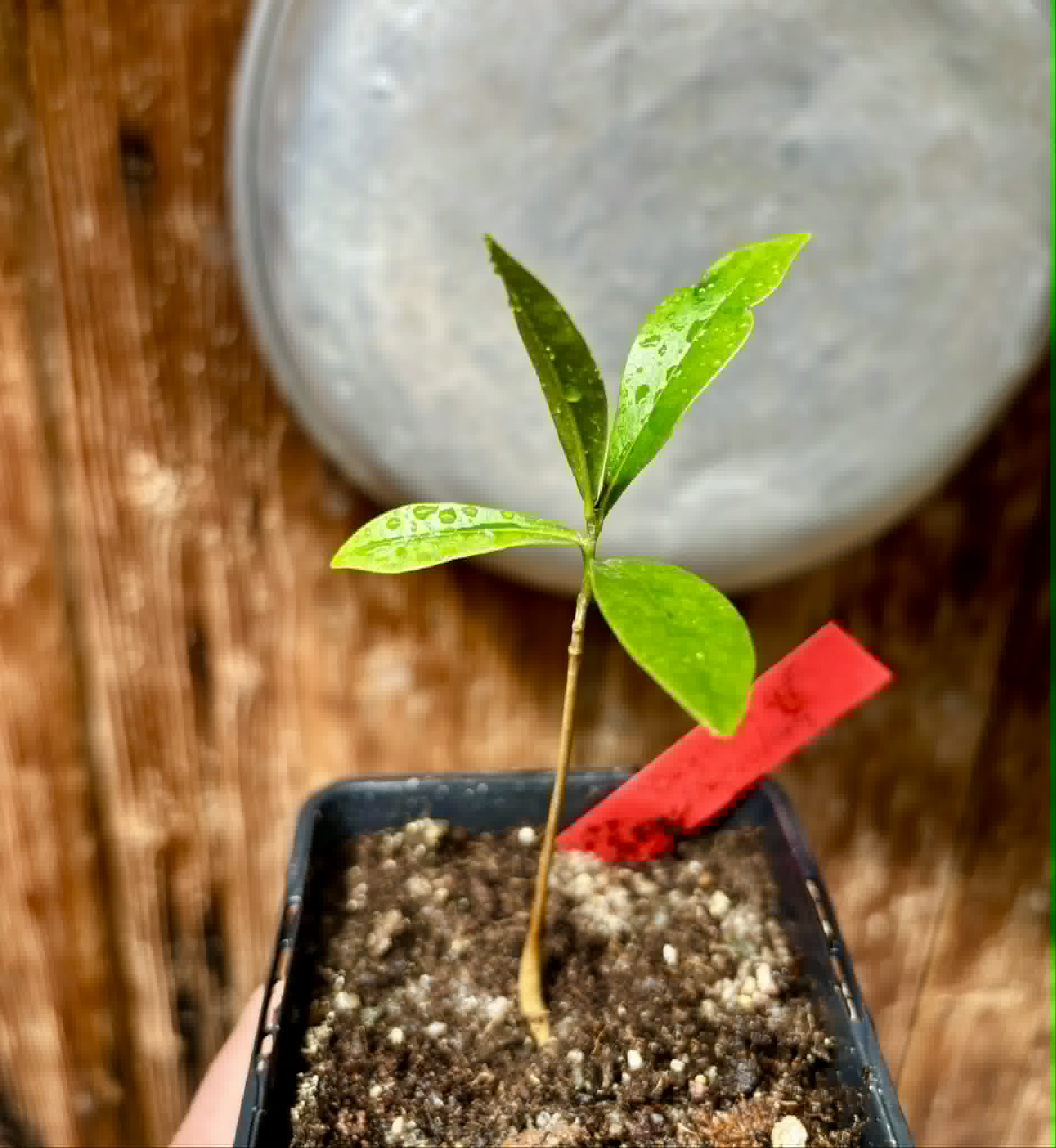 Duguetia aff. lanceolata - Pindauva Roxa -   1 potted plant / 1 getopfte Pflanze
