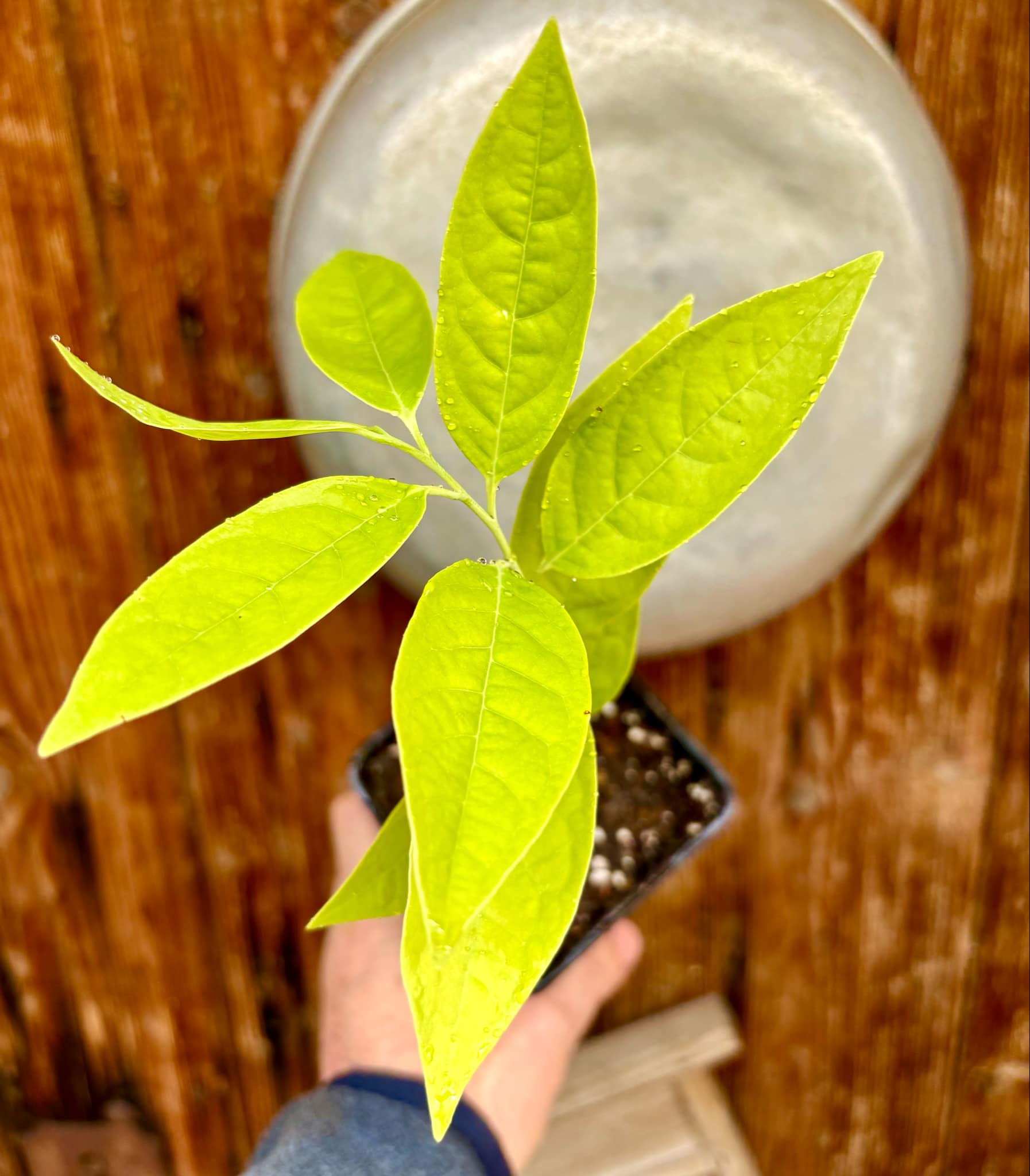 Annona cacans - 1 potted plant / 1 getopfte Pflanze Annona cacans - 1 potted plant / 1 getopfte Pflanze