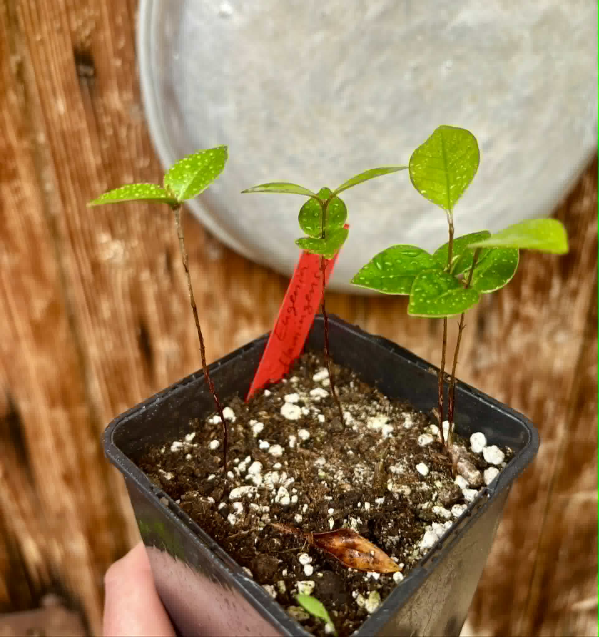3 in 1 pot - Eugenia flamingensis - 3 potted seedlings in one pot / 3 getopfte Sämlinge in einem Topf