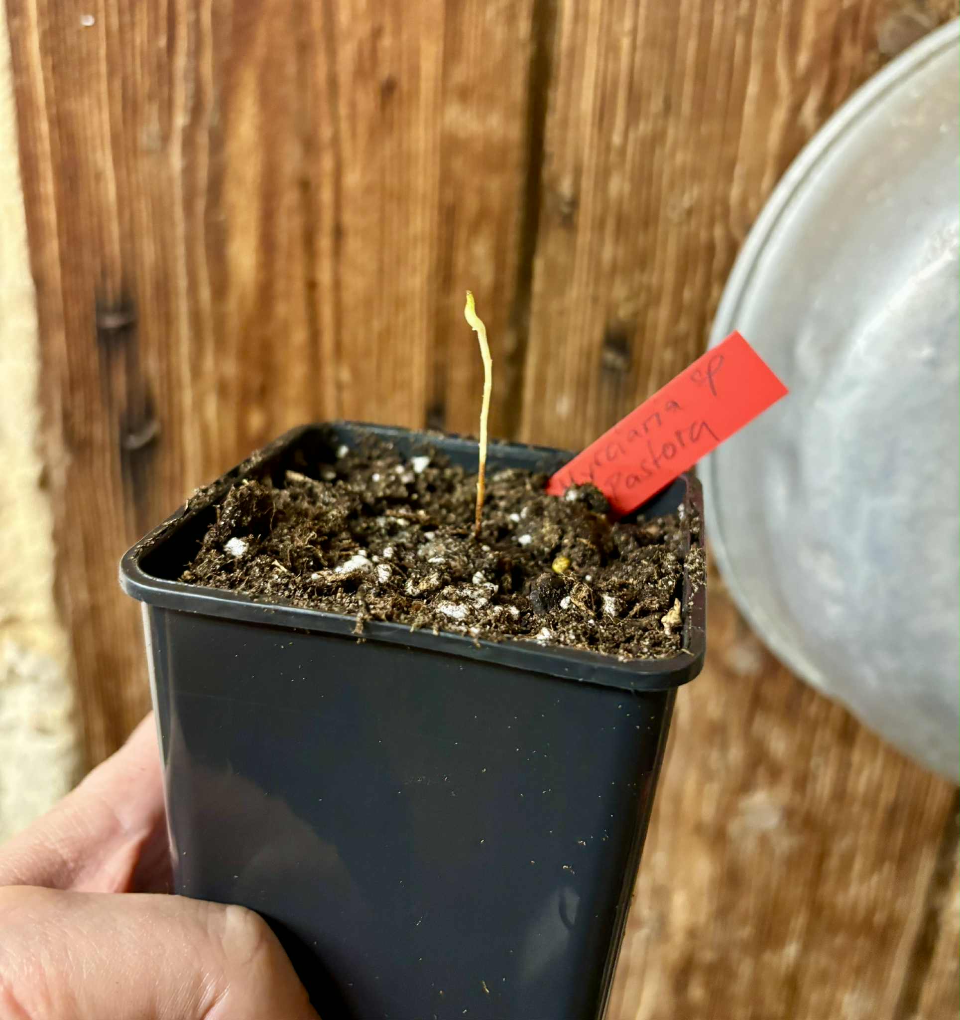 Myrciaria sp Pastora - 1 potted seedling / 1 getopfter Sämling