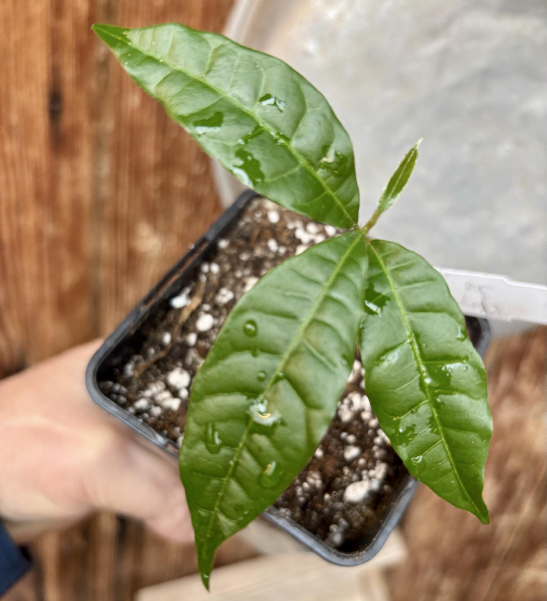 Goiapeba - Chrysophyllum sp Sao Joao - 1 potted seedling / 1 getopfter Sämling