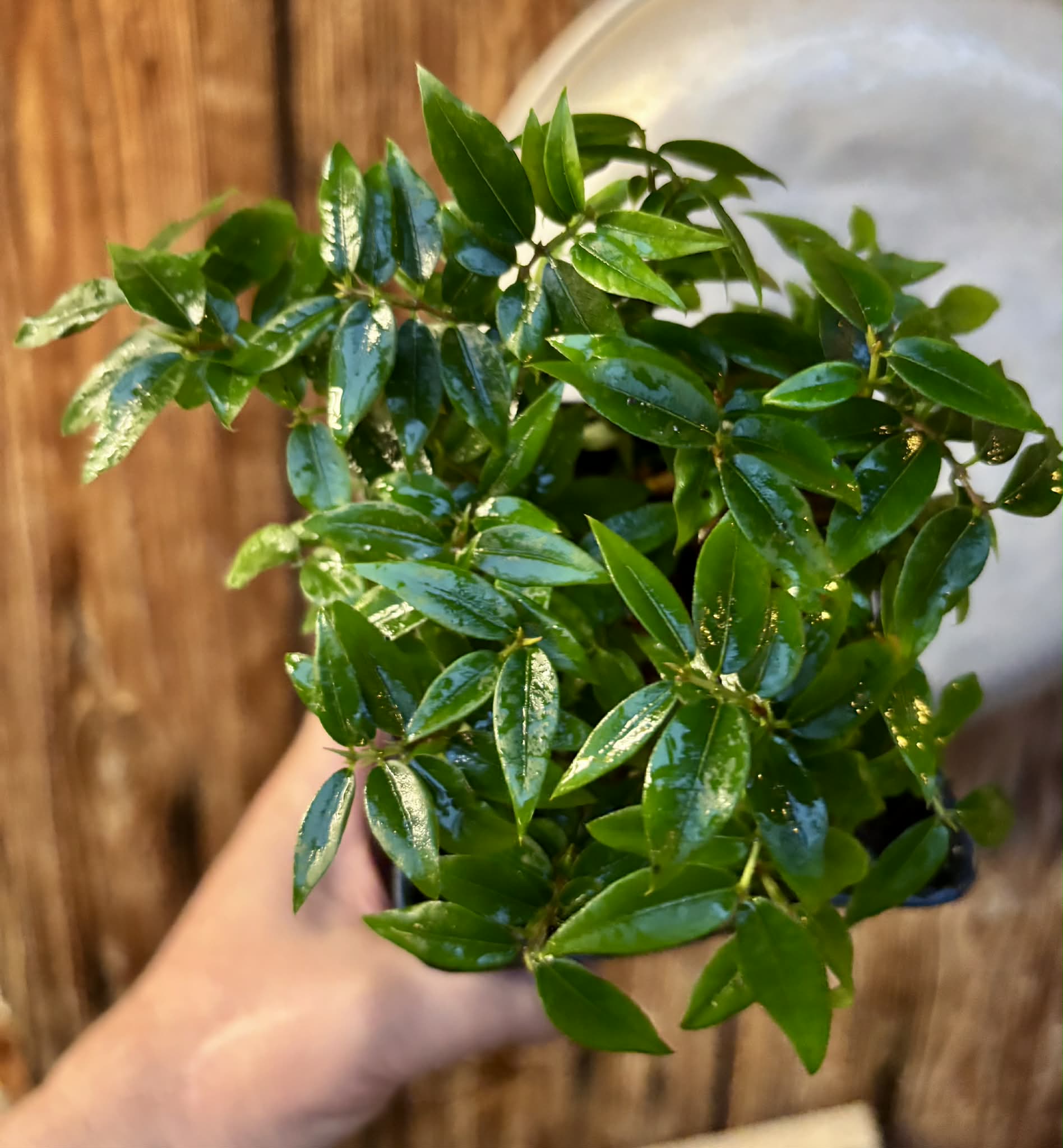 16 in 1 pot - Jaboticaba - Plinia sp Pingo de Mel (Vilela A3) -  1 potted seedling / 1  getopfter Sämling