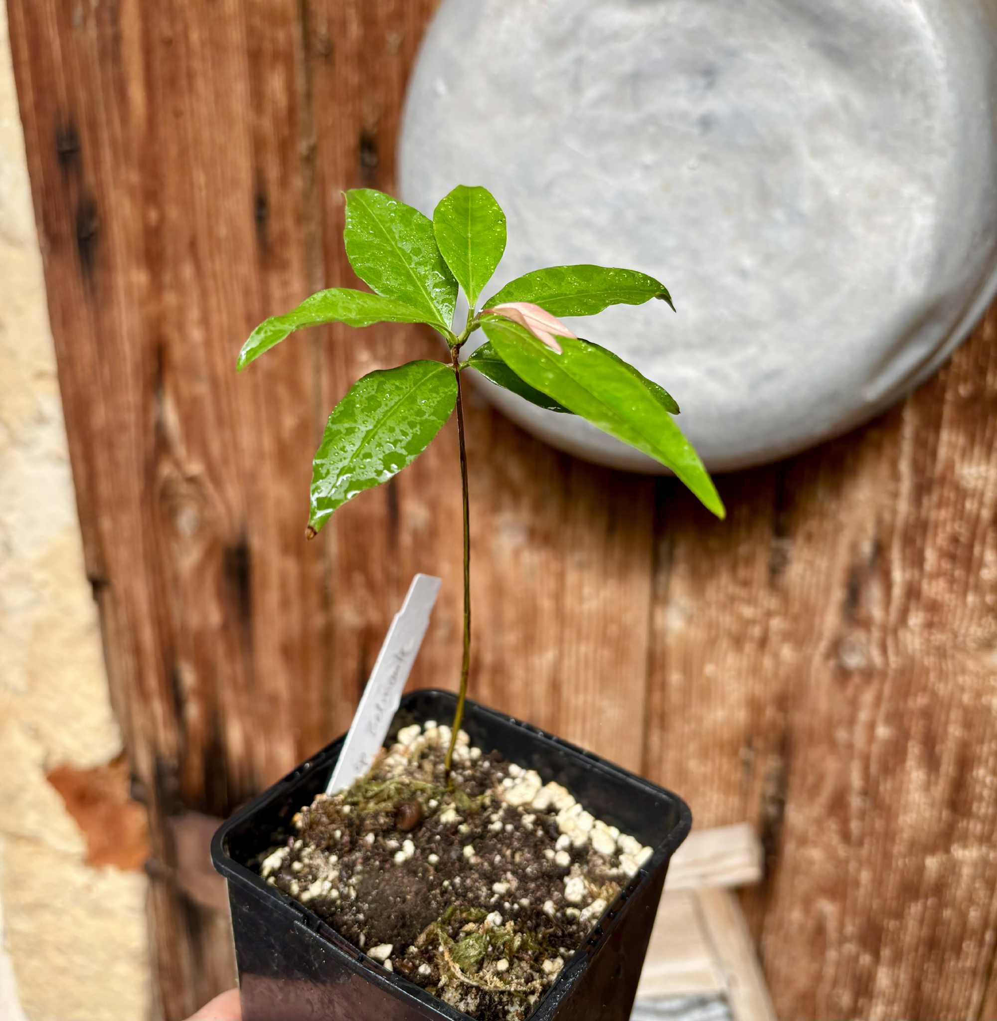 Eugenia sp Belmonte -  1 potted seedling / 1 getopfter Sämling