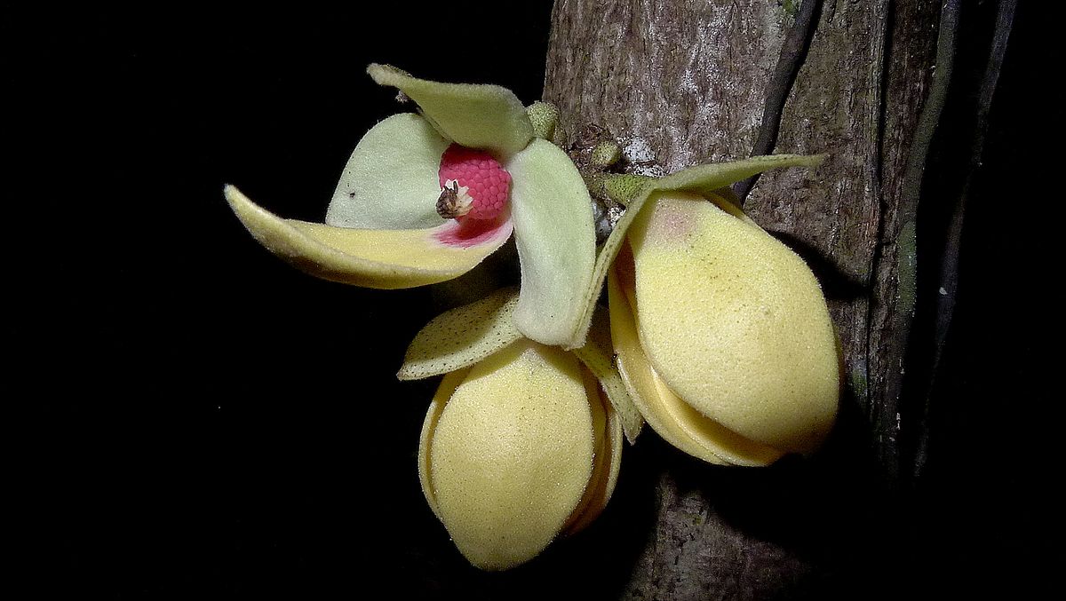 Duguetia bahiensis  - 1 fresh seed / 1 frischer Samen Duguetia bahiensis  - 1 fresh seed / 1 frischer Samen