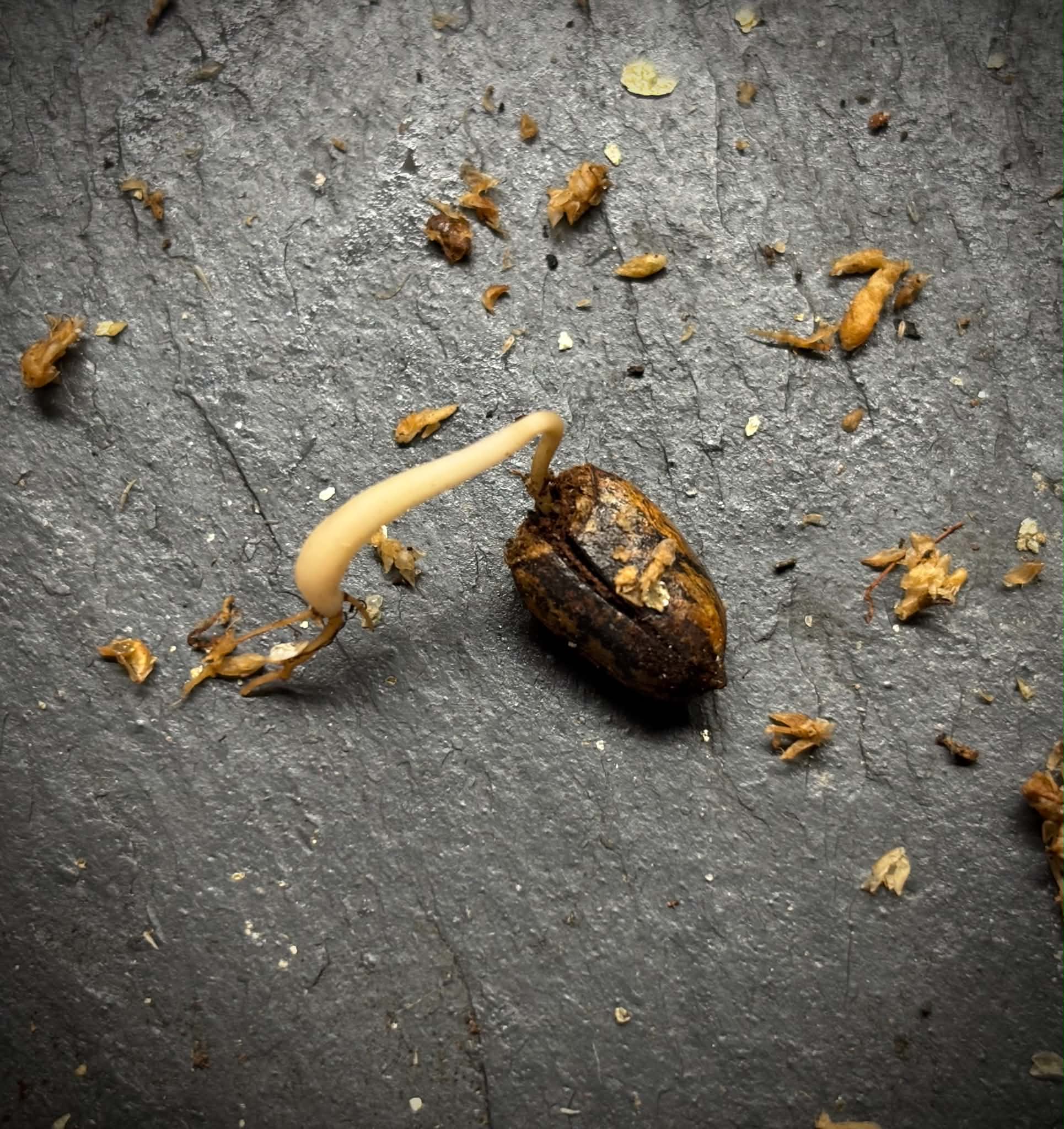 Fusea longifolia - 1 germinated seed / 1 gekeimter Samen
