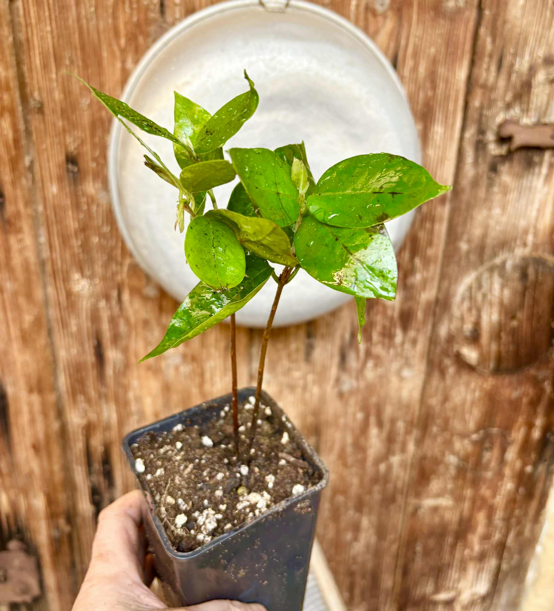 Cambuca (Plinia edulis) - 1 potted plant / 1 getopfte Pflanze