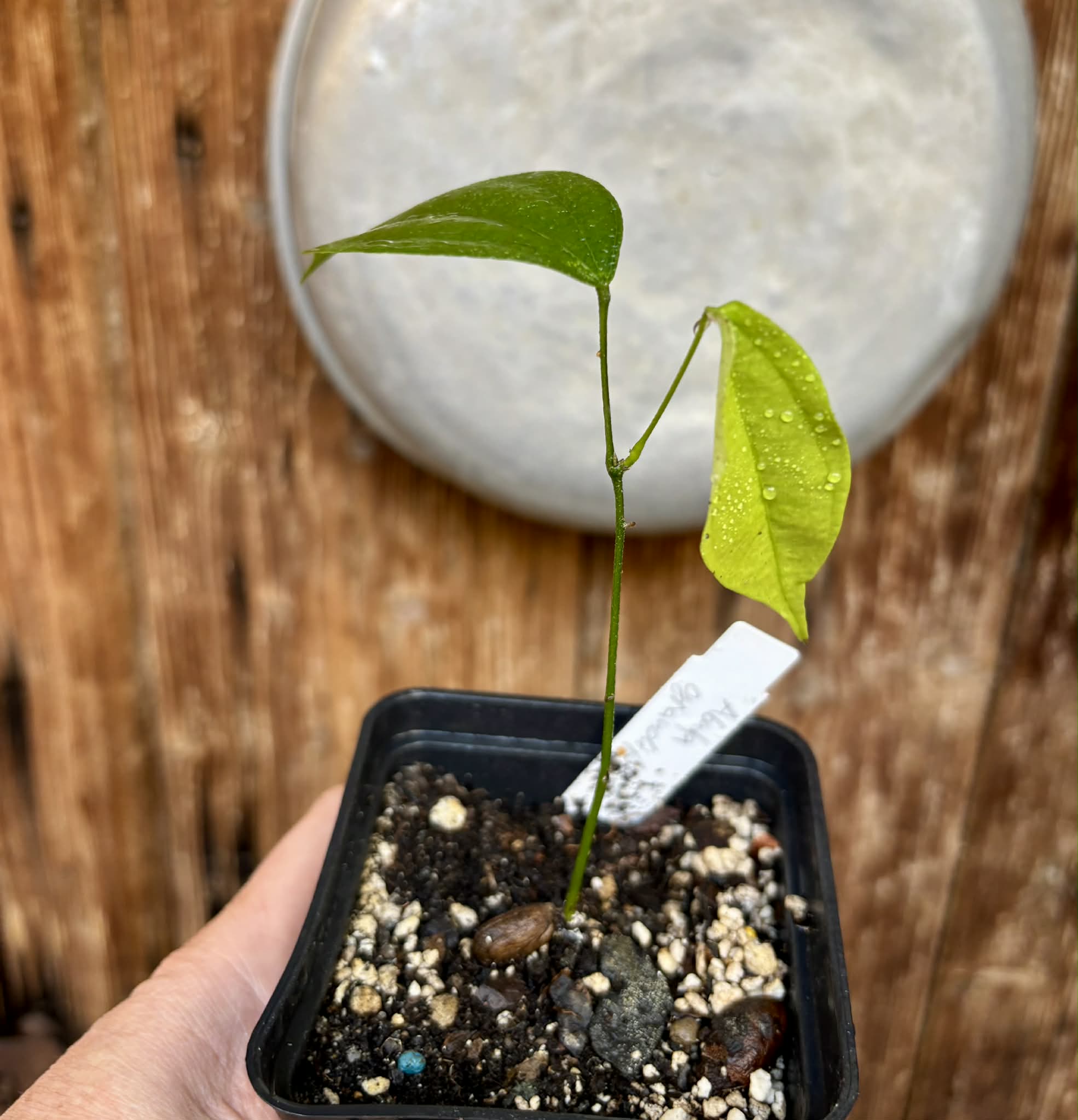 Pitombinha da Amazonia (Abuta grandifolia) - 1 potted seedling / 1 getopfter Sämling