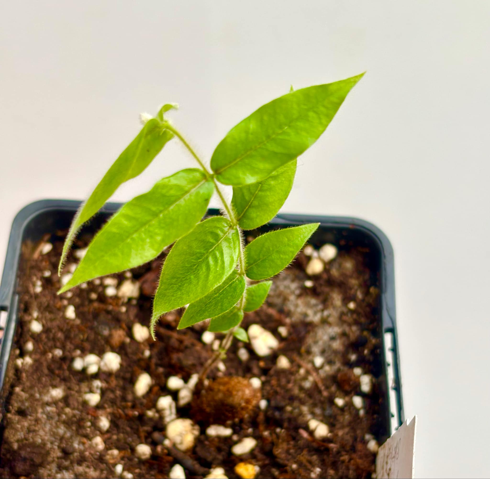 Top five tasting fruits - Beach Cambuca (Myrciaria strigipes) - 1 potted seedling / 1 getopfter Sämling