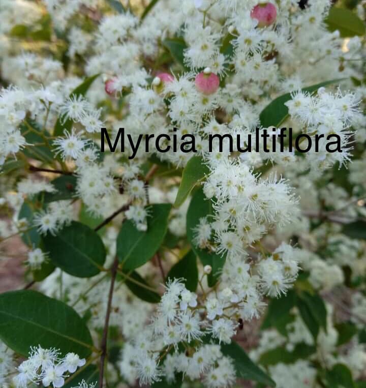 Myrcia multiflora - 1 potted plant / 1 getopfte Pflanze Myrcia multiflora - 1 potted plant / 1 getopfte Pflanze