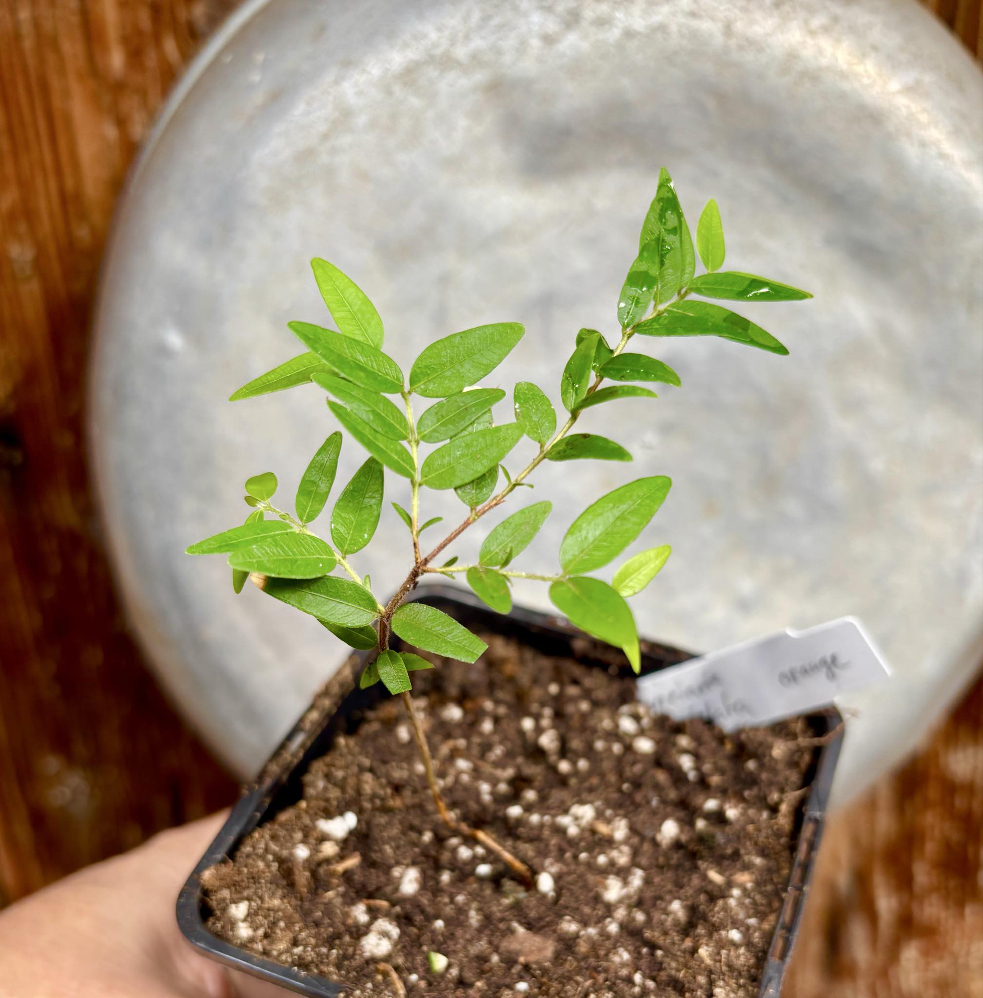 Myrciaria cuspidata ORANGE - 1 potted plant / 1 getopfte Pflanze