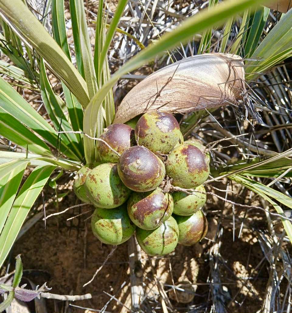 Astrocaryum campestre -  1 fresh seed / 1 frischer Samen