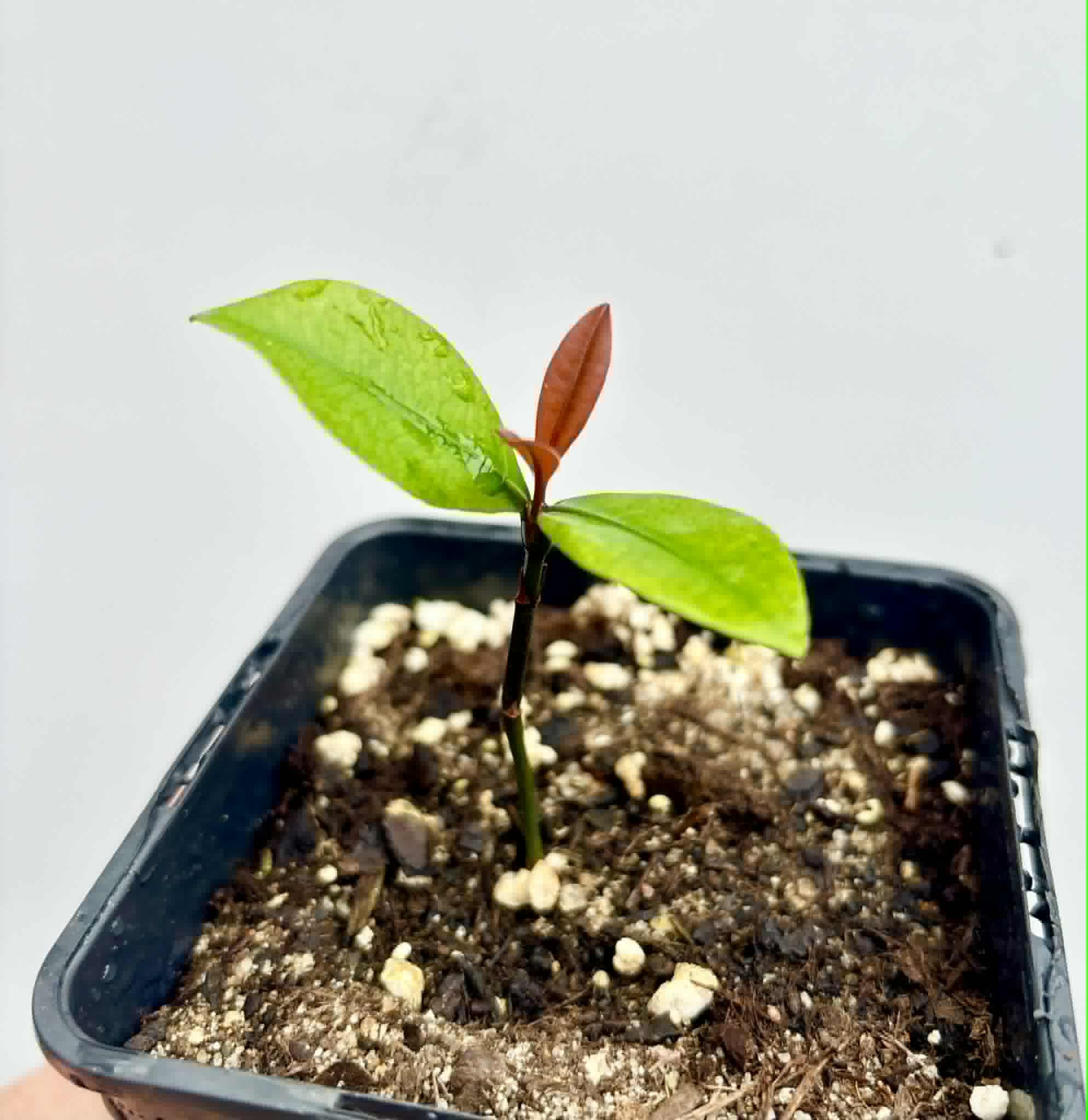 Bacupari  (Garcinia brasiliensis) -  1 potted seedling / 1 getopfter Sämling