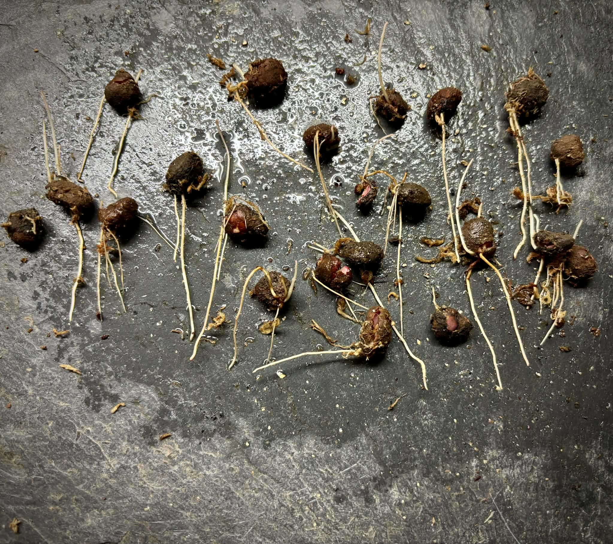 Red Hybrid Jaboticaba (Plinia cauliflora x aureana) - 1 germinated seed / 1 gekeimter Samen