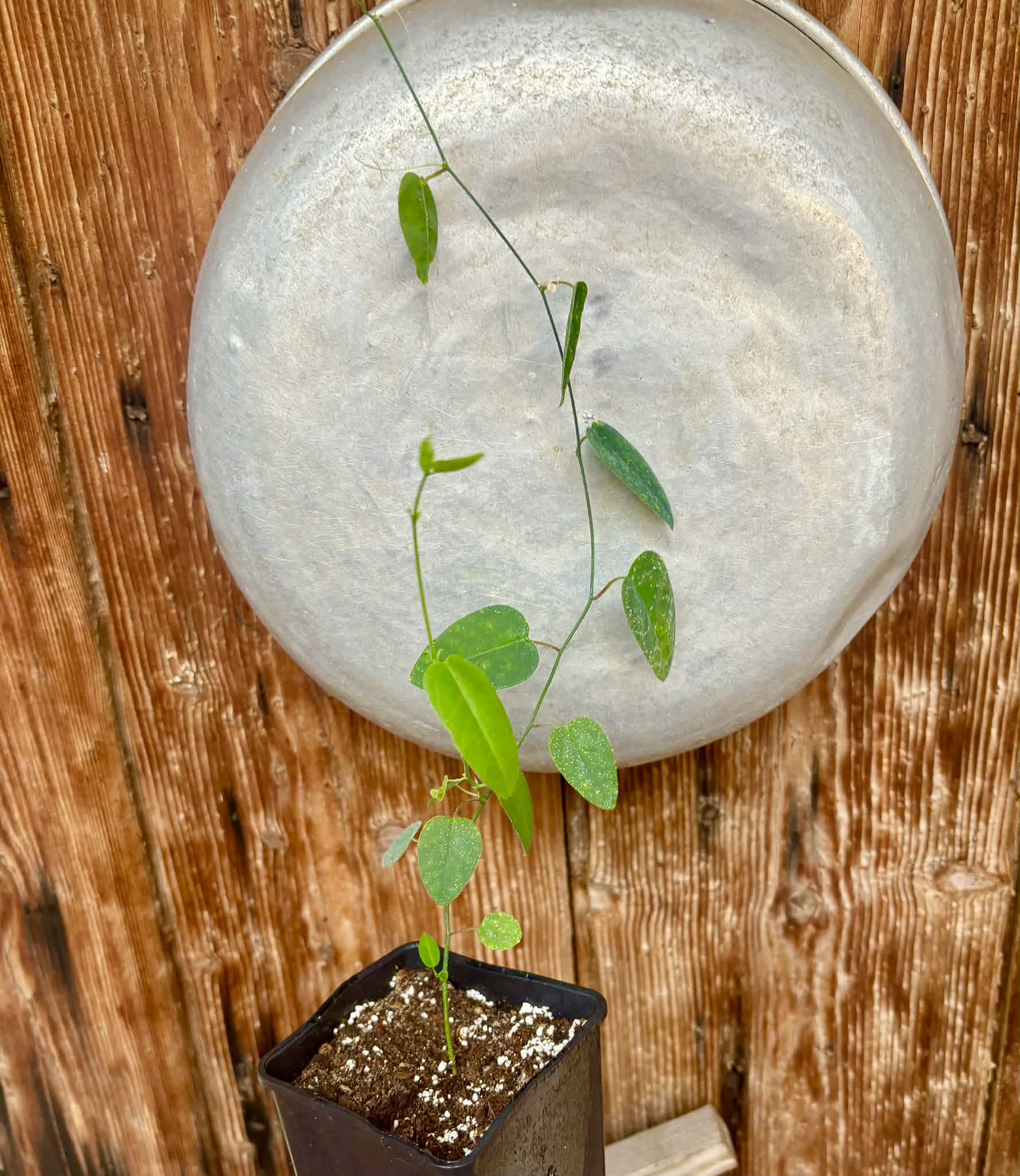 Passiflora silvestris - 1 potted seedling / 1 getopfter Sämling