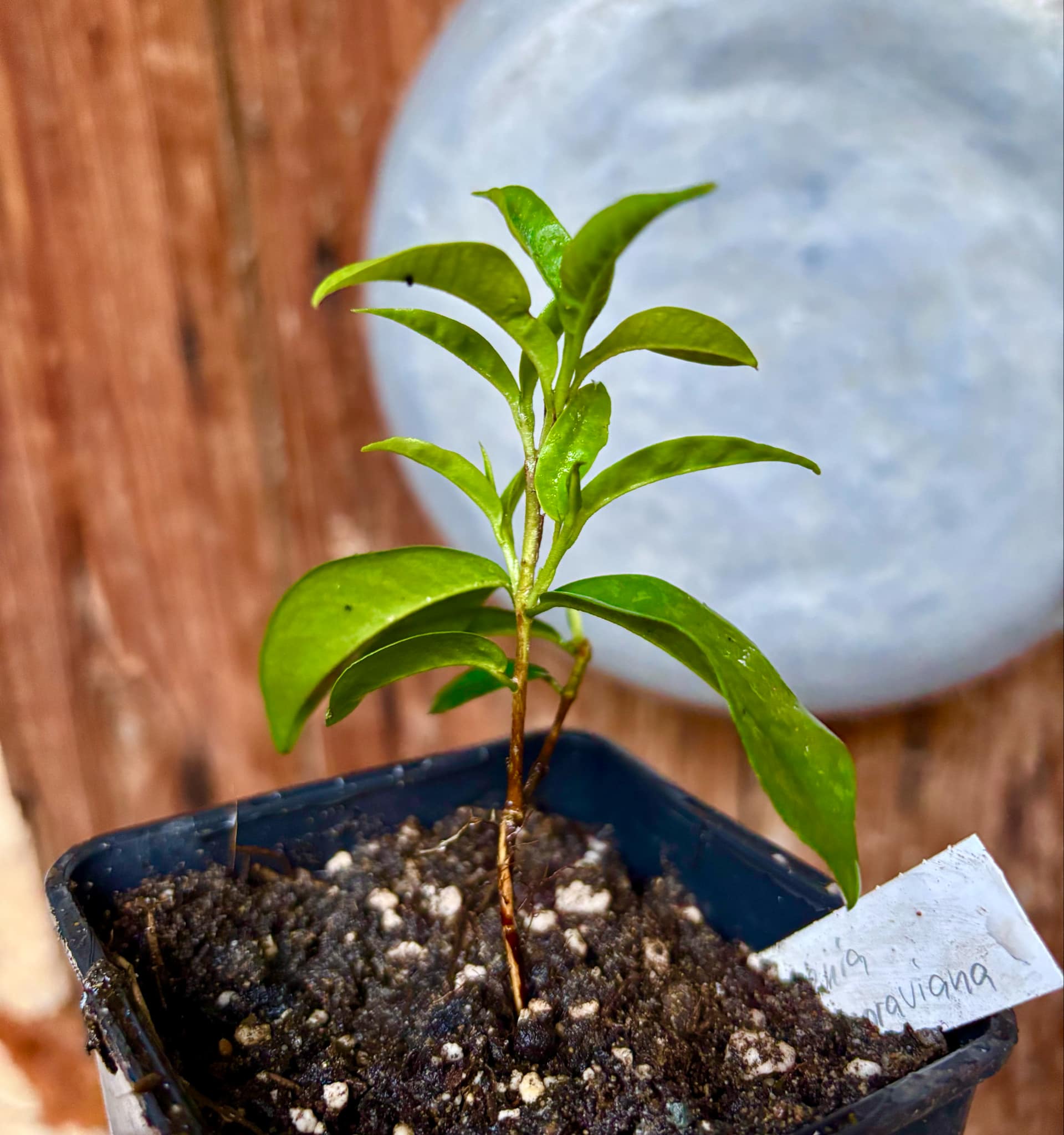Eugenia moraviana - 1 potted plant / 1 getopfte Pflanze