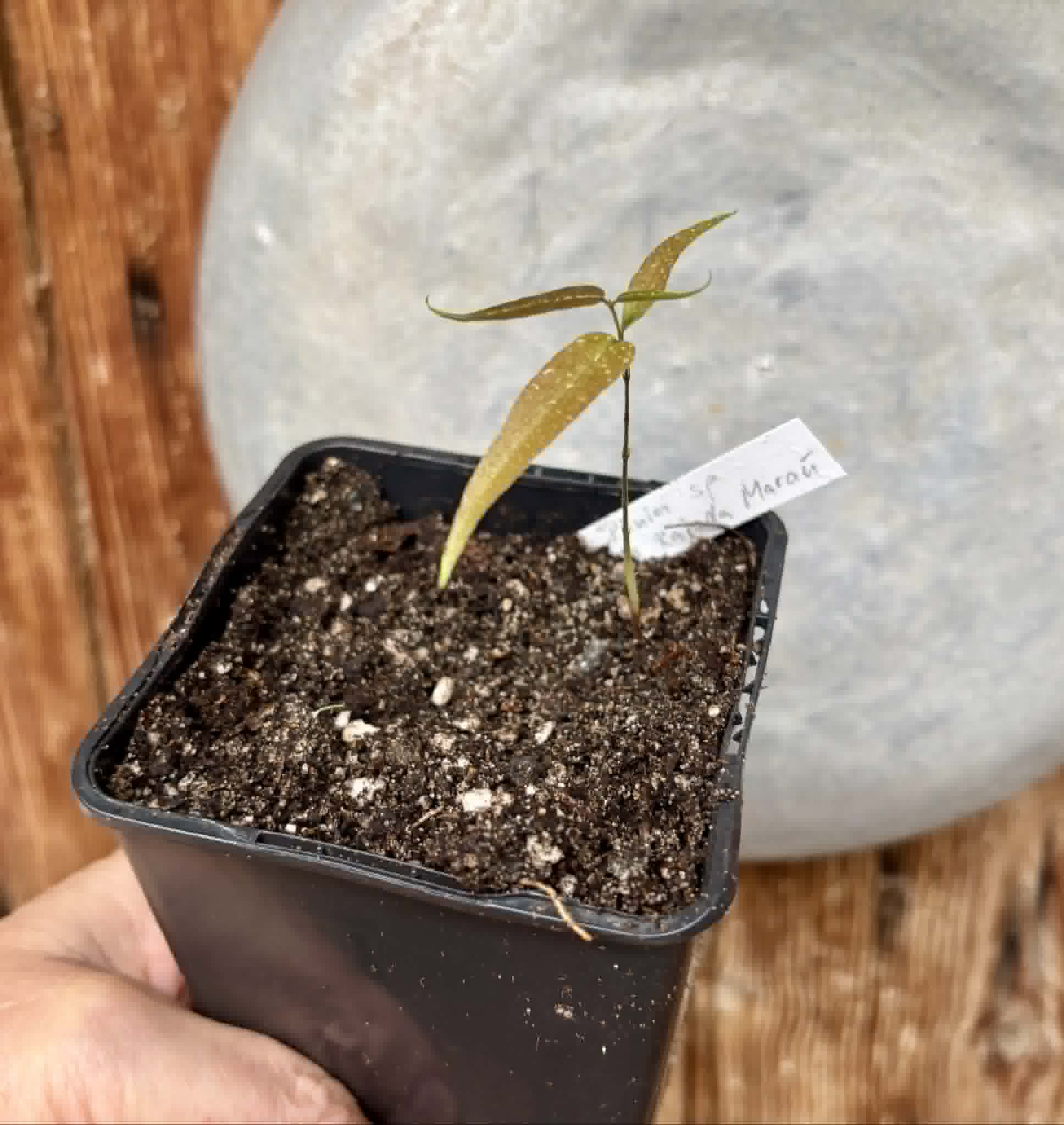 Plinia sp. Pingo de Mel Rajada Maraú -  1 potted seedling / 1 getopfter Sämling