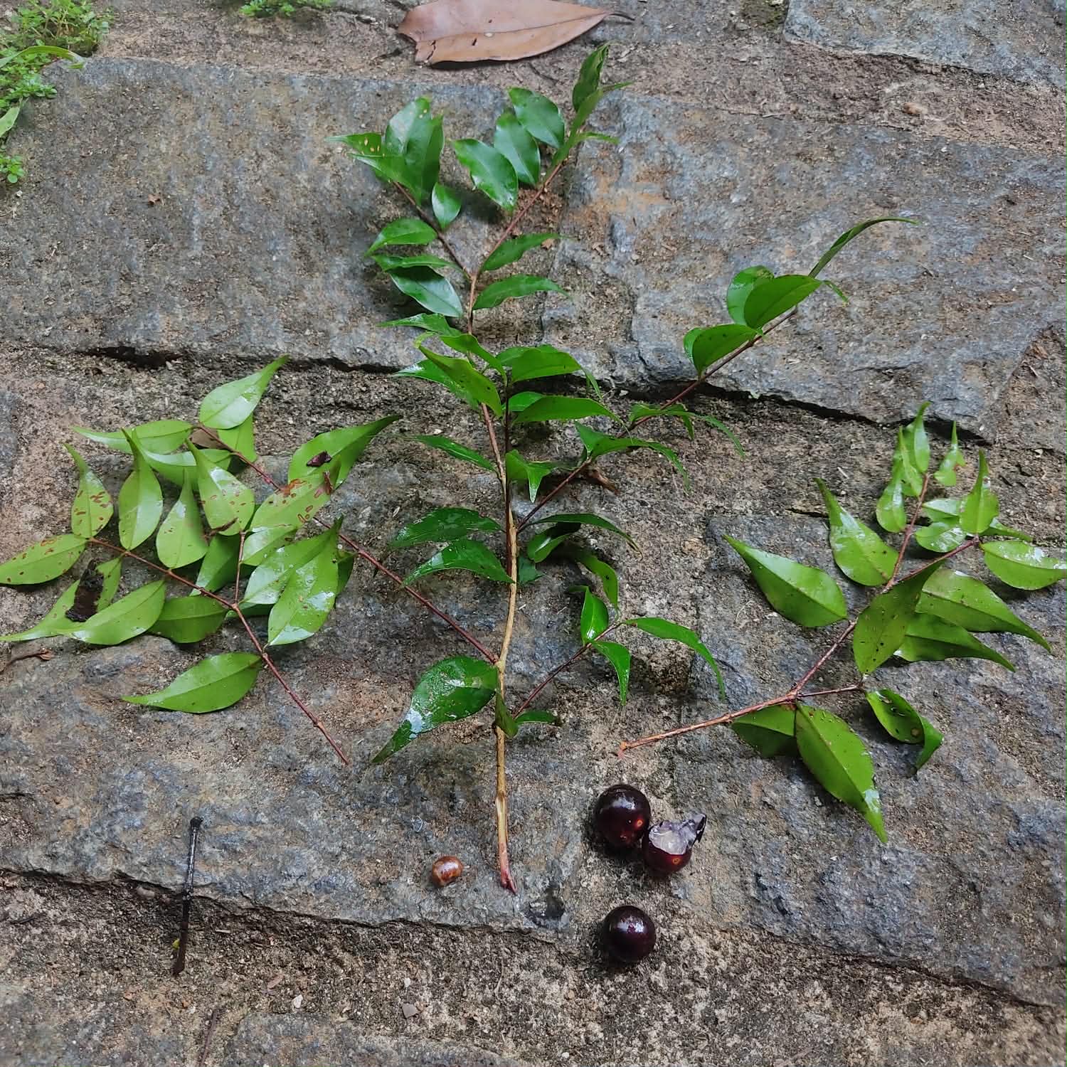 Pre Order - Siphoneugena sp Camacan - 1 fresh seed / 1 frischer Samen