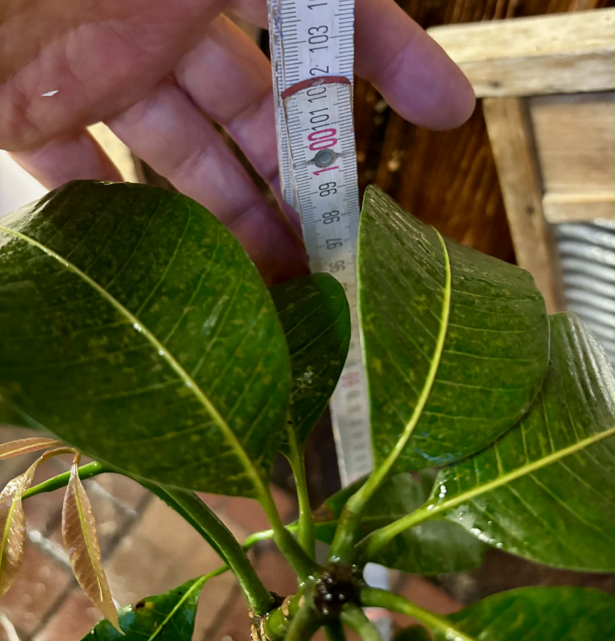 Mango Palmer (Mangifera indica) - GRAFTED - 1 potted plant / 1 getopfte Pflanze